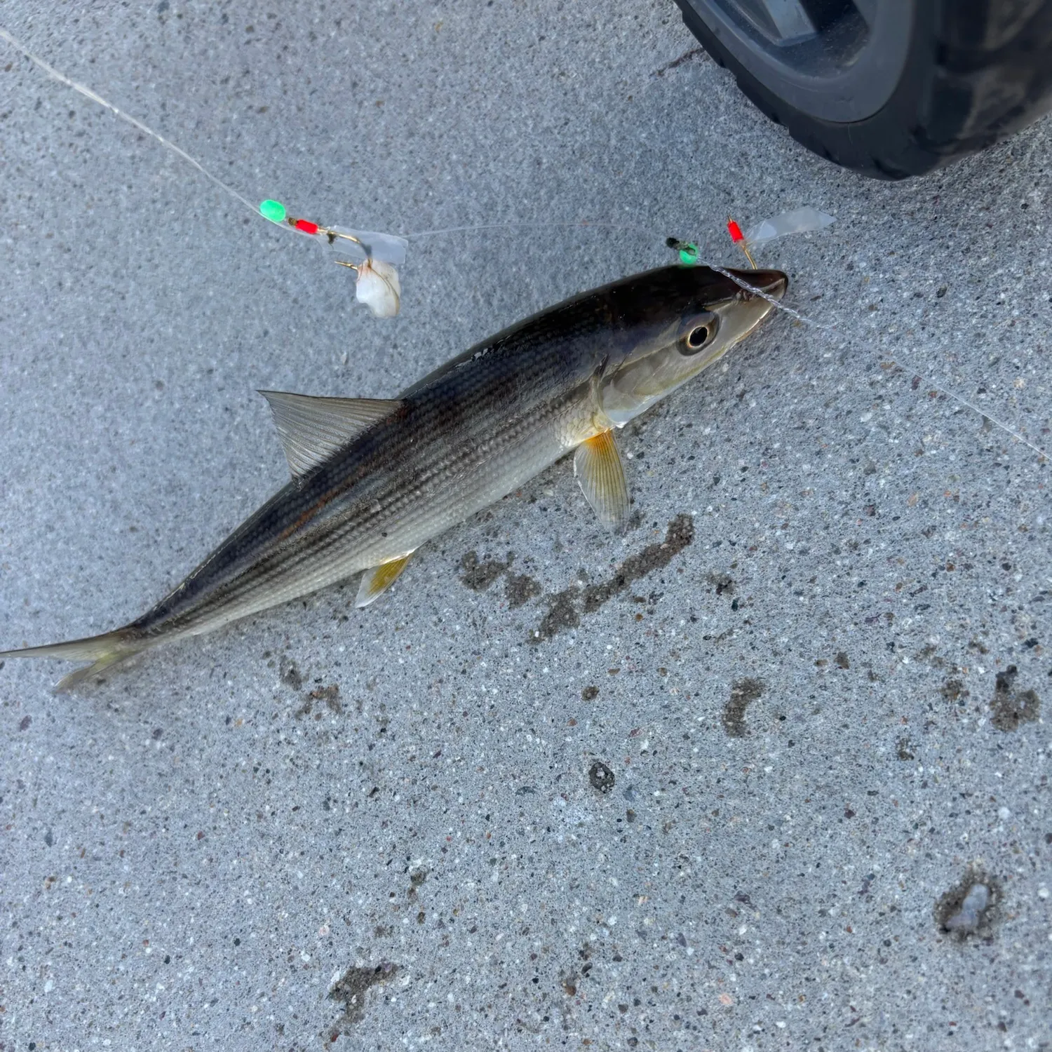 West Atlantic bonefish caught on Fishbrain