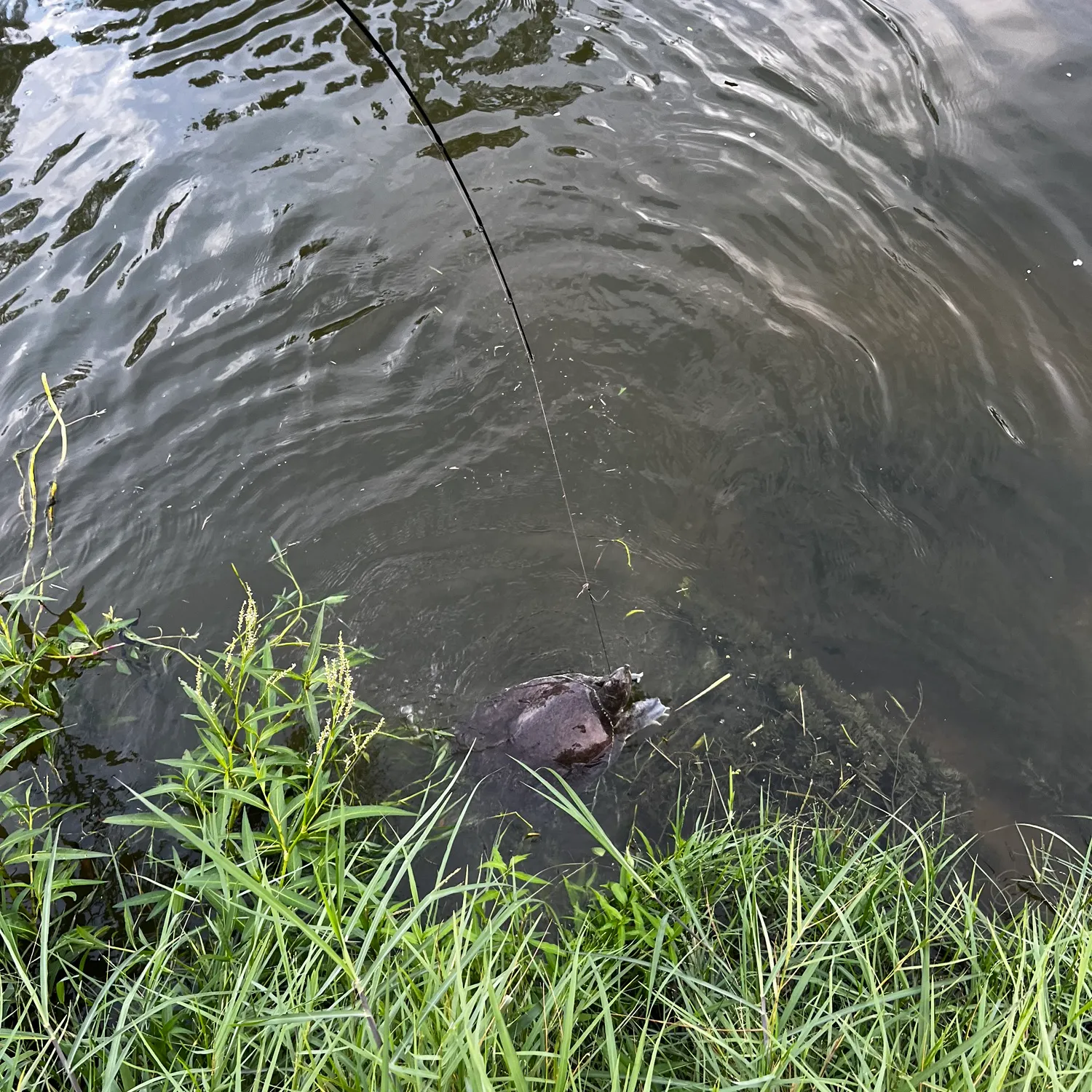Spiny softshell turtle caught on Fishbrain