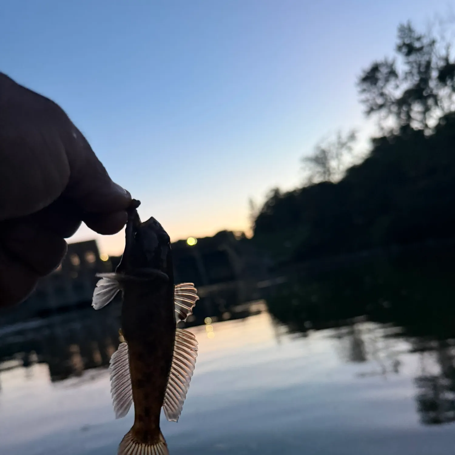 Round goby caught on Fishbrain