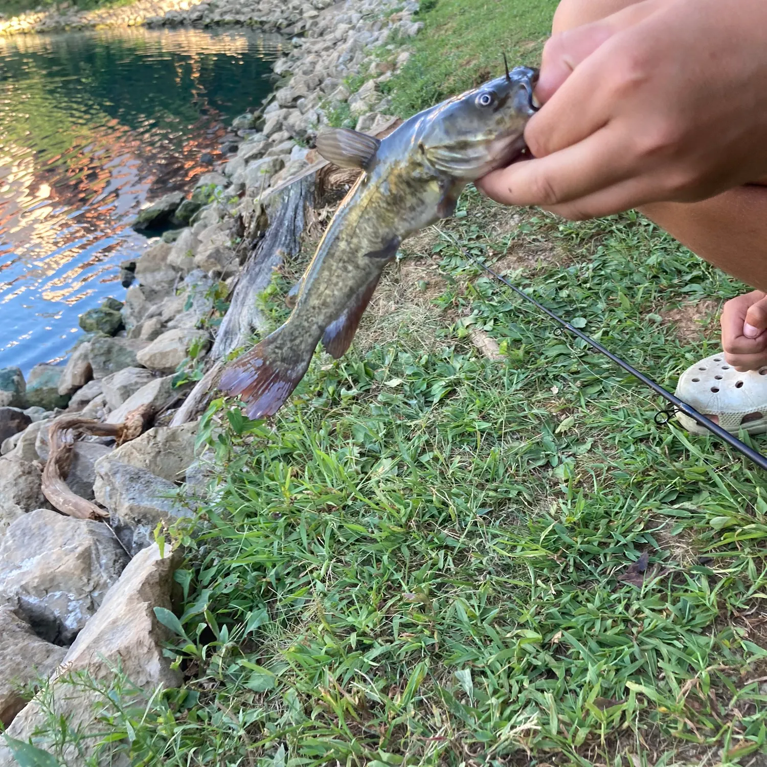Brown bullhead caught on Fishbrain
