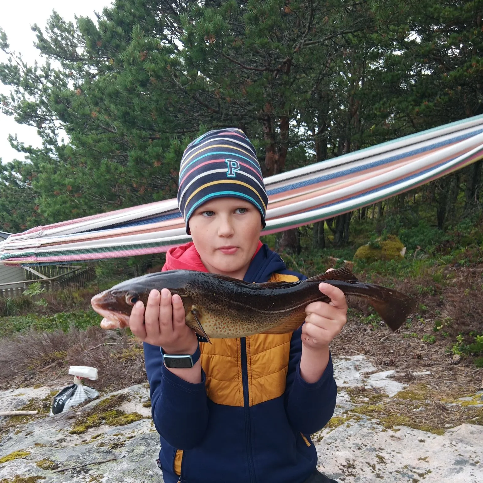 Atlantic cod caught on Fishbrain