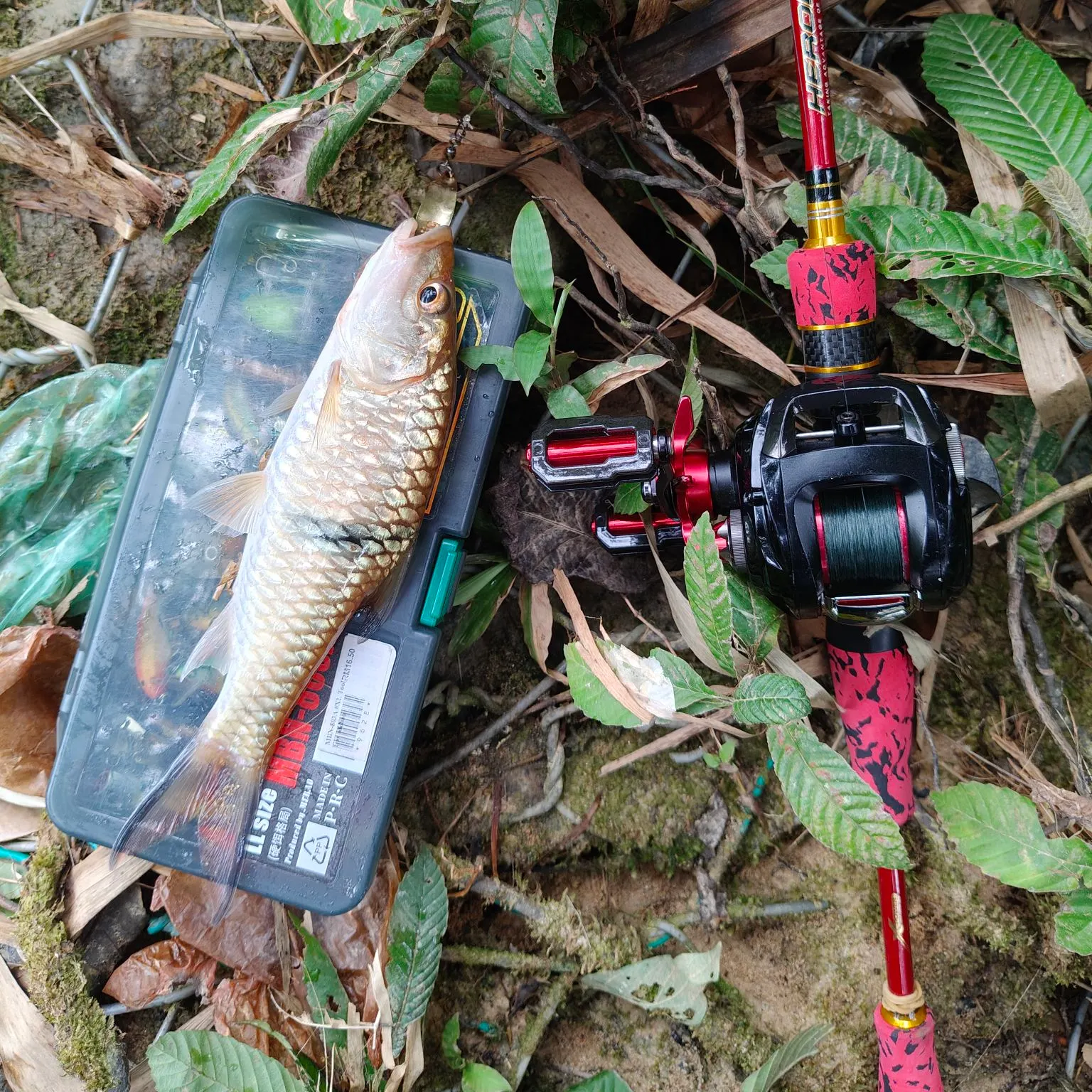 The most recent Hampala barb catches on Fishbrain