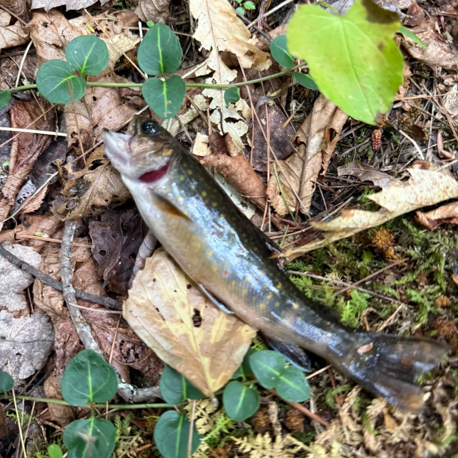 Brook trout caught on Fishbrain