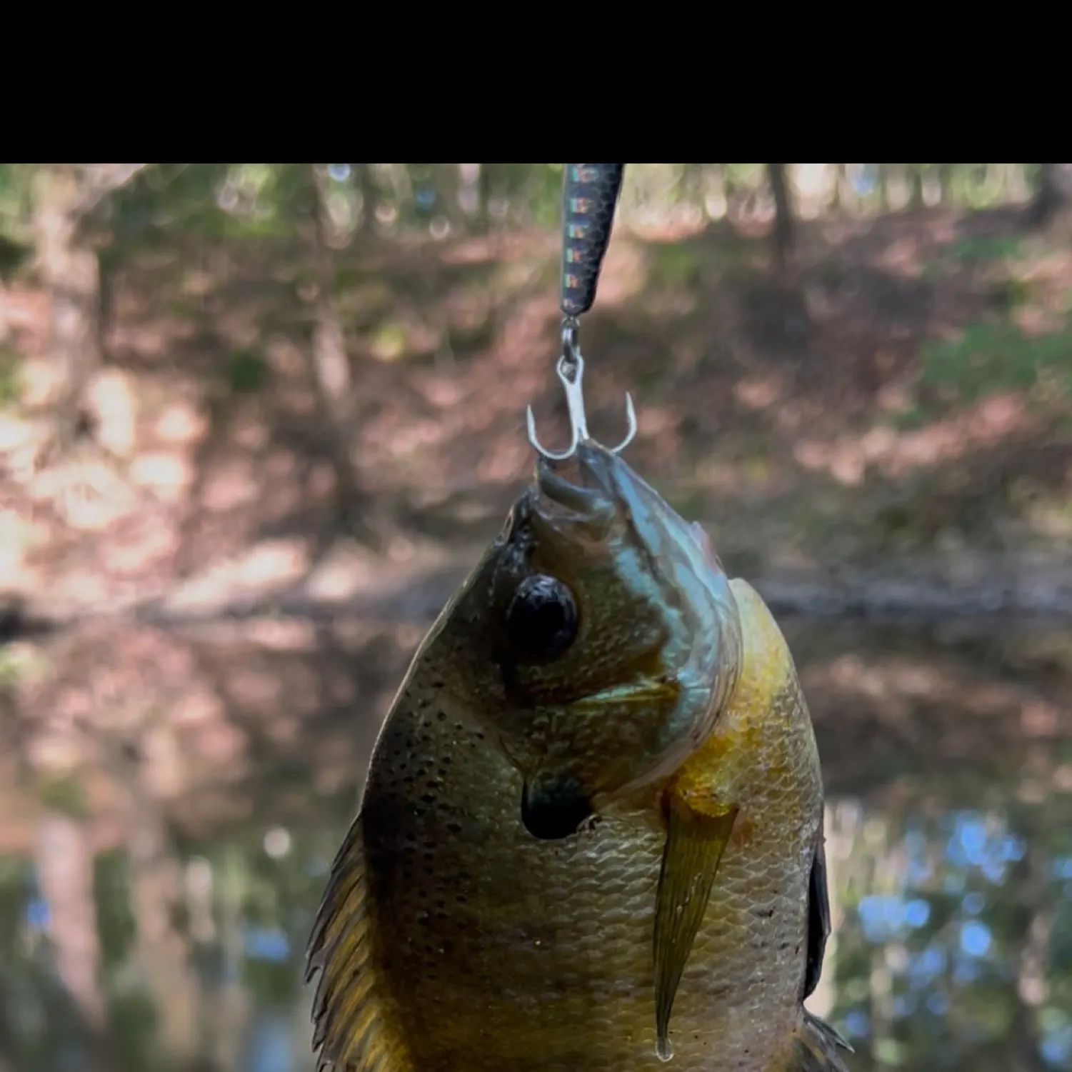 The most recent Bluegill catches on Fishbrain