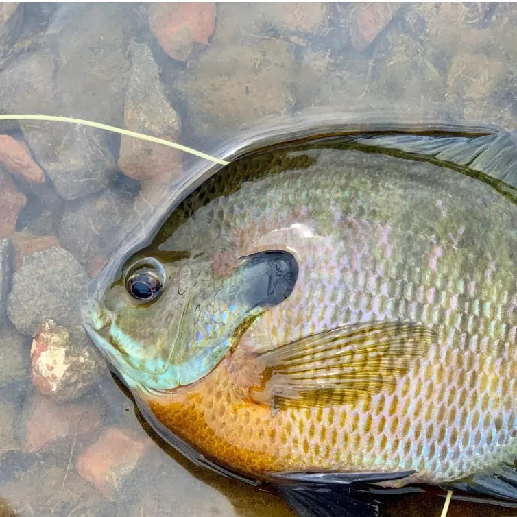 Bluegill caught on Fishbrain