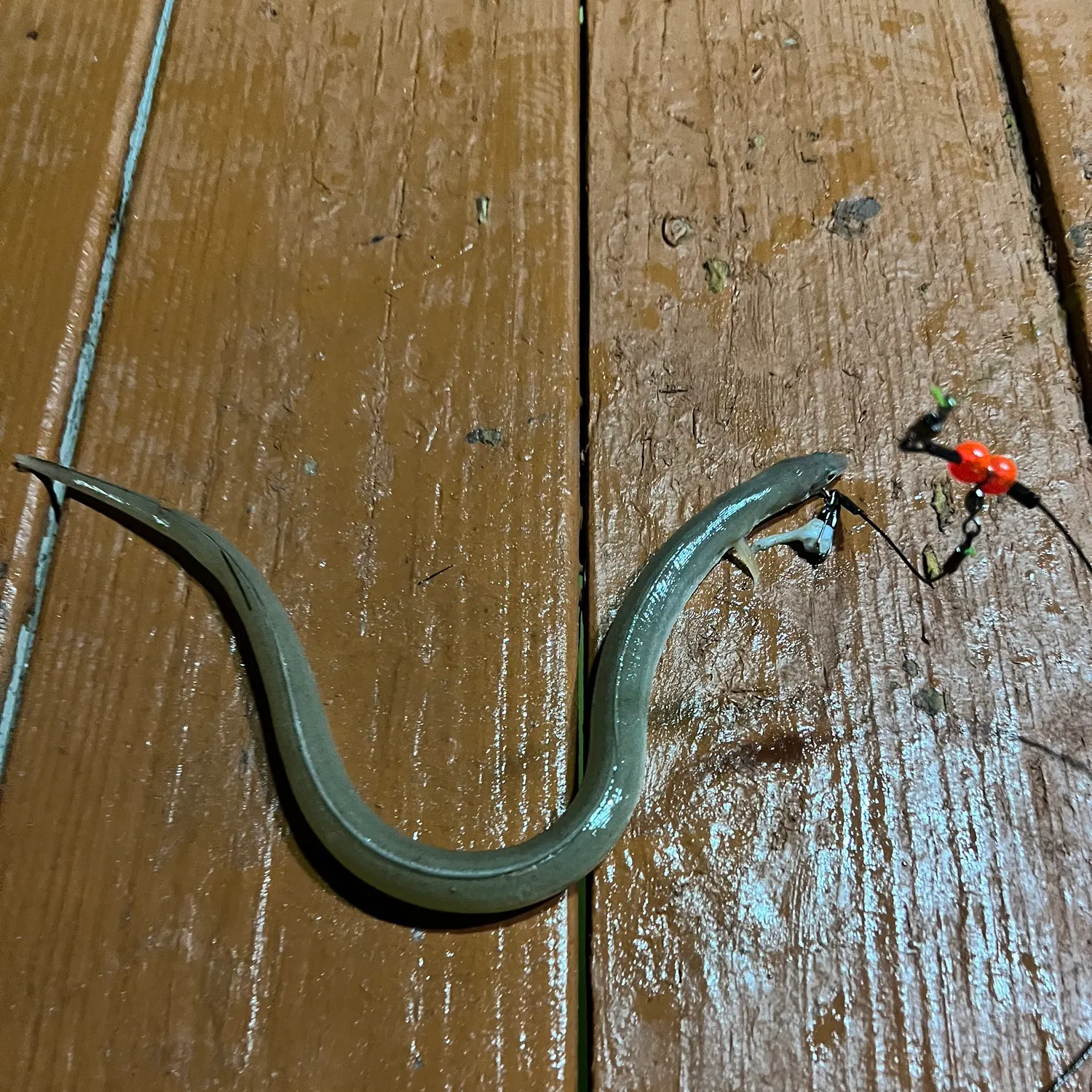 The most recent Shrimp eel catches on Fishbrain