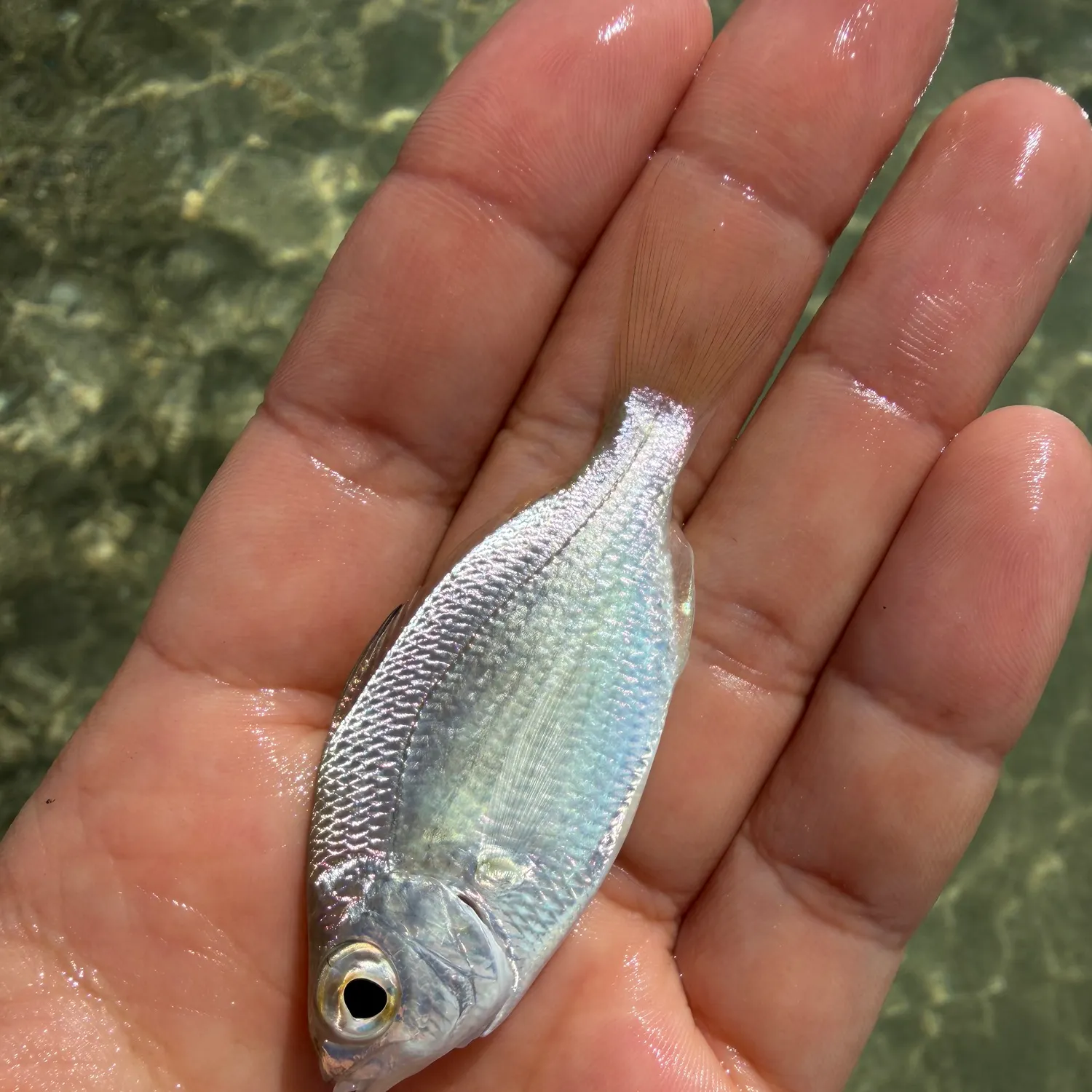 The most recent Silver jenny catches on Fishbrain