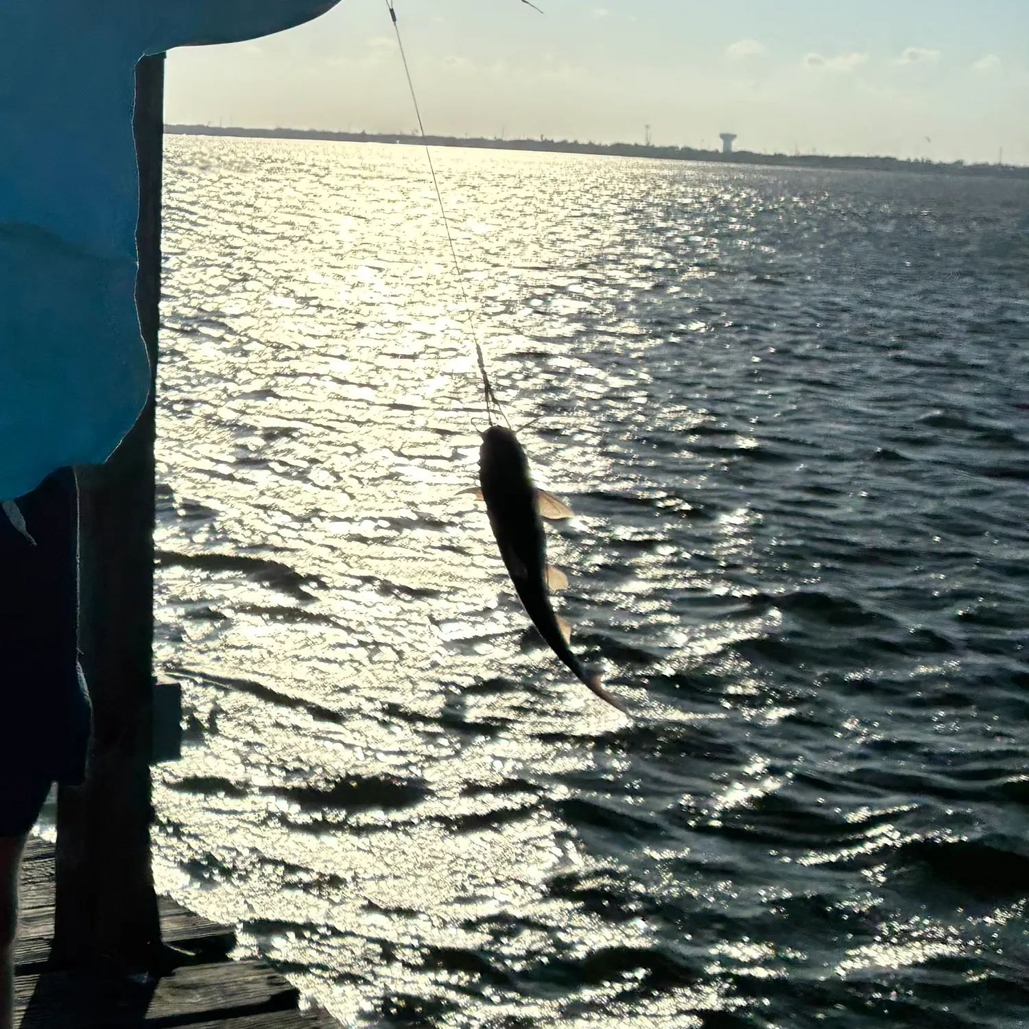Hardhead sea catfish caught on Fishbrain
