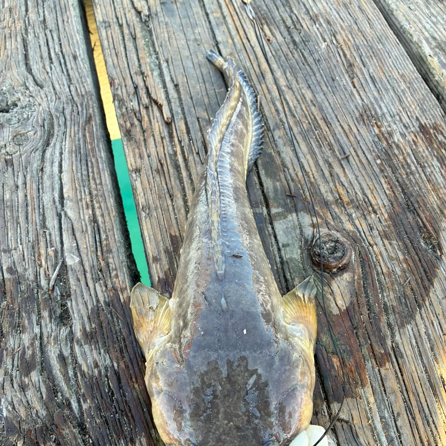 The most recent Plainfin midshipman catches on Fishbrain
