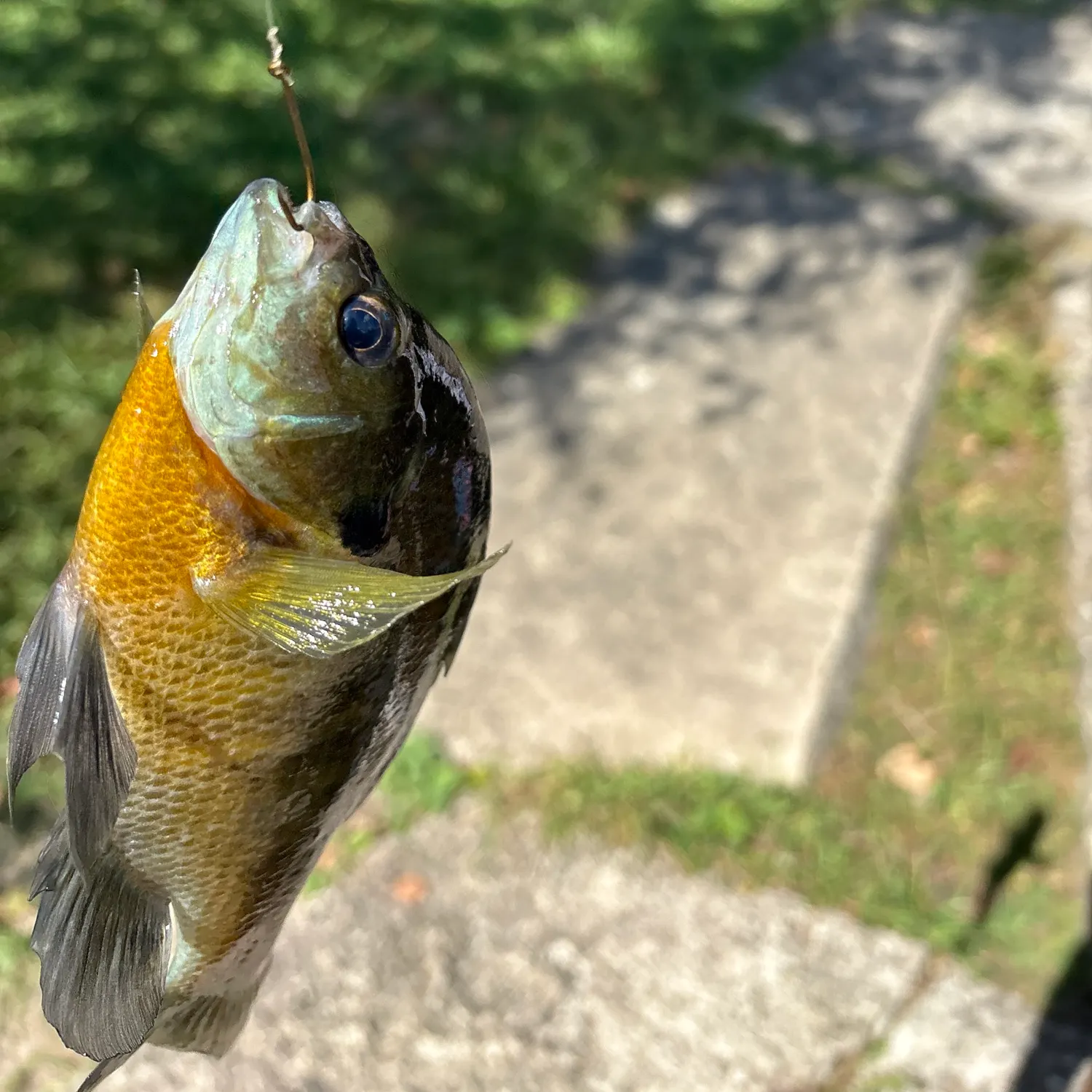 Bluegill caught on Fishbrain