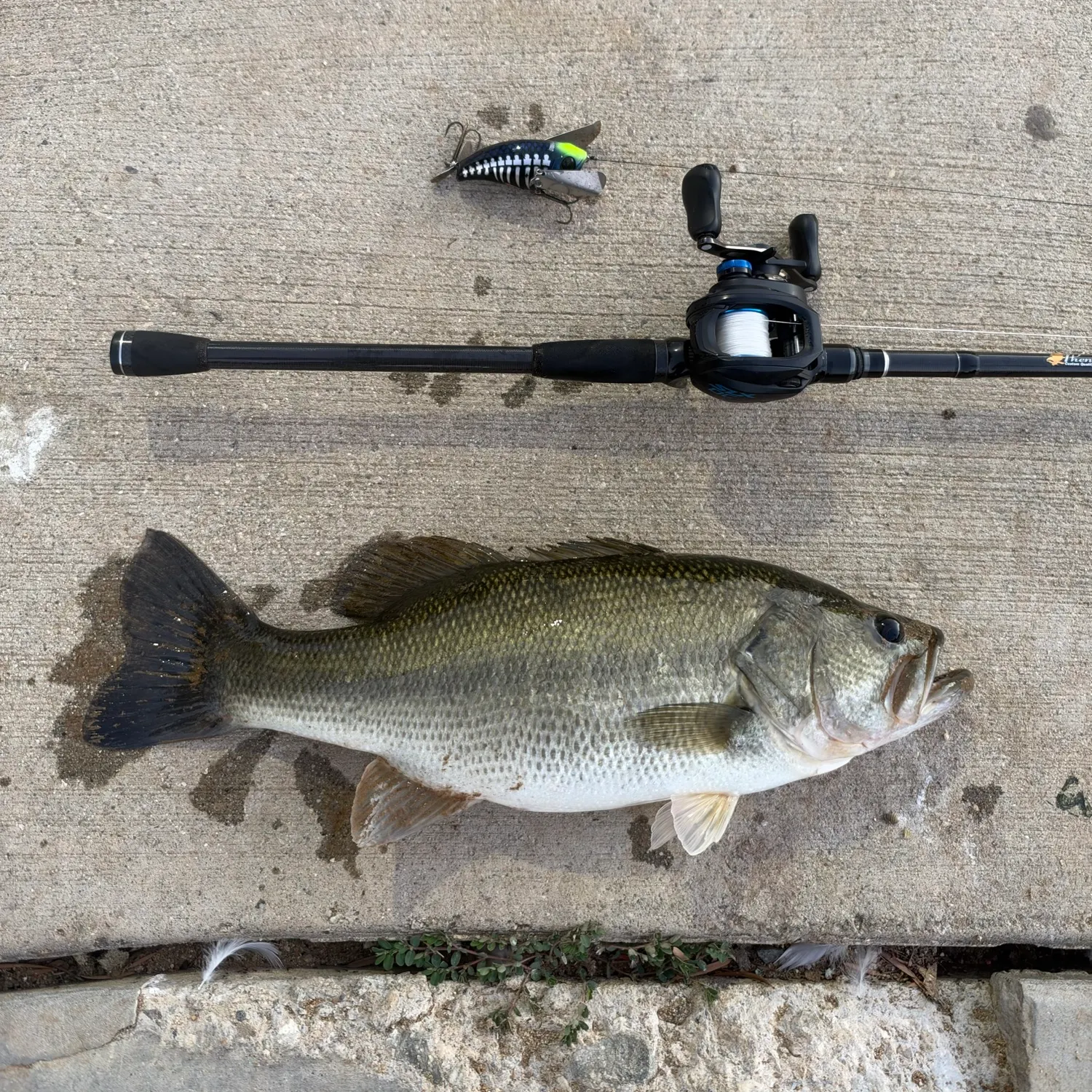 Largemouth bass caught on Fishbrain