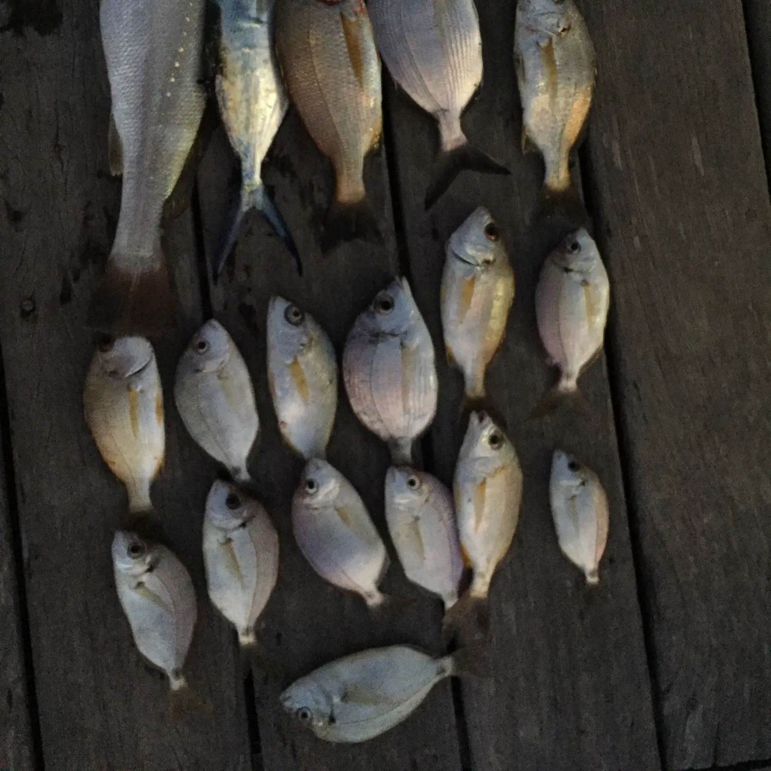 recently logged catches