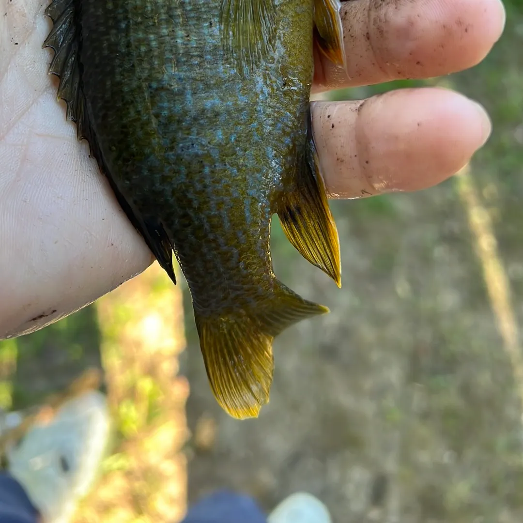 Greengill hybrid caught on Fishbrain
