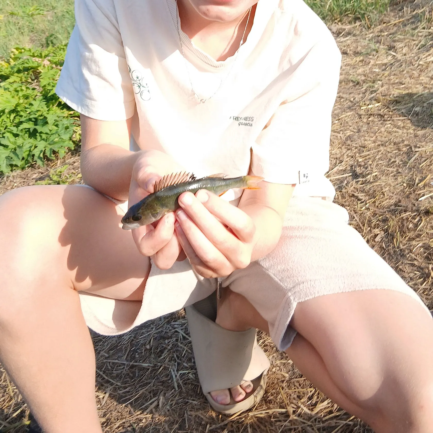 European perch caught on Fishbrain