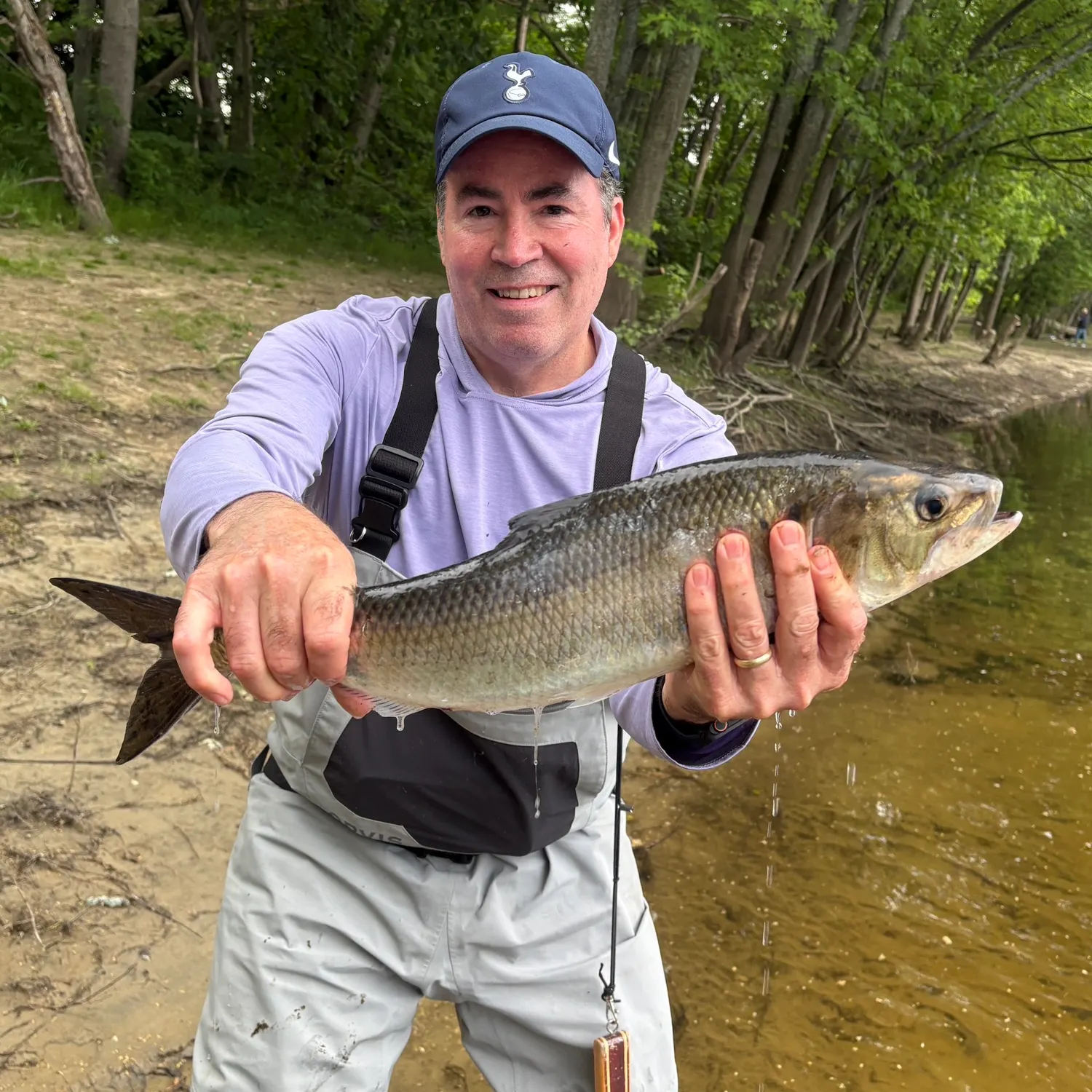 The most recent American shad catches on Fishbrain