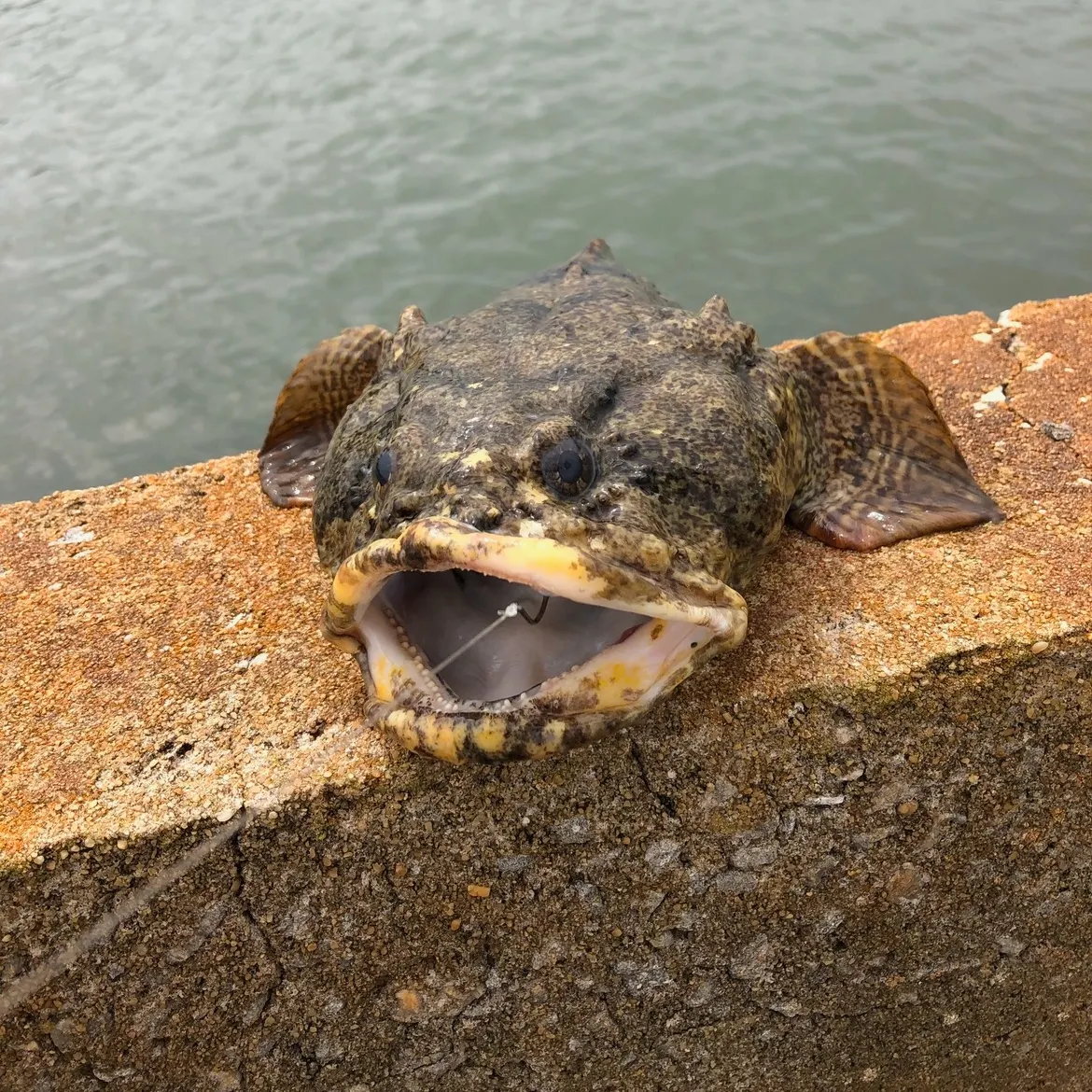 The most popular recent Pacific spotted scorpionfish catch on Fishbrain