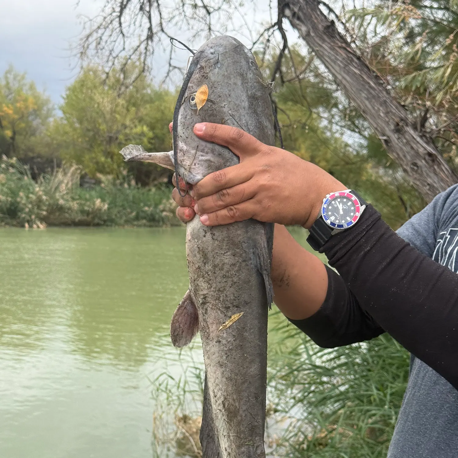 Channel catfish caught on Fishbrain