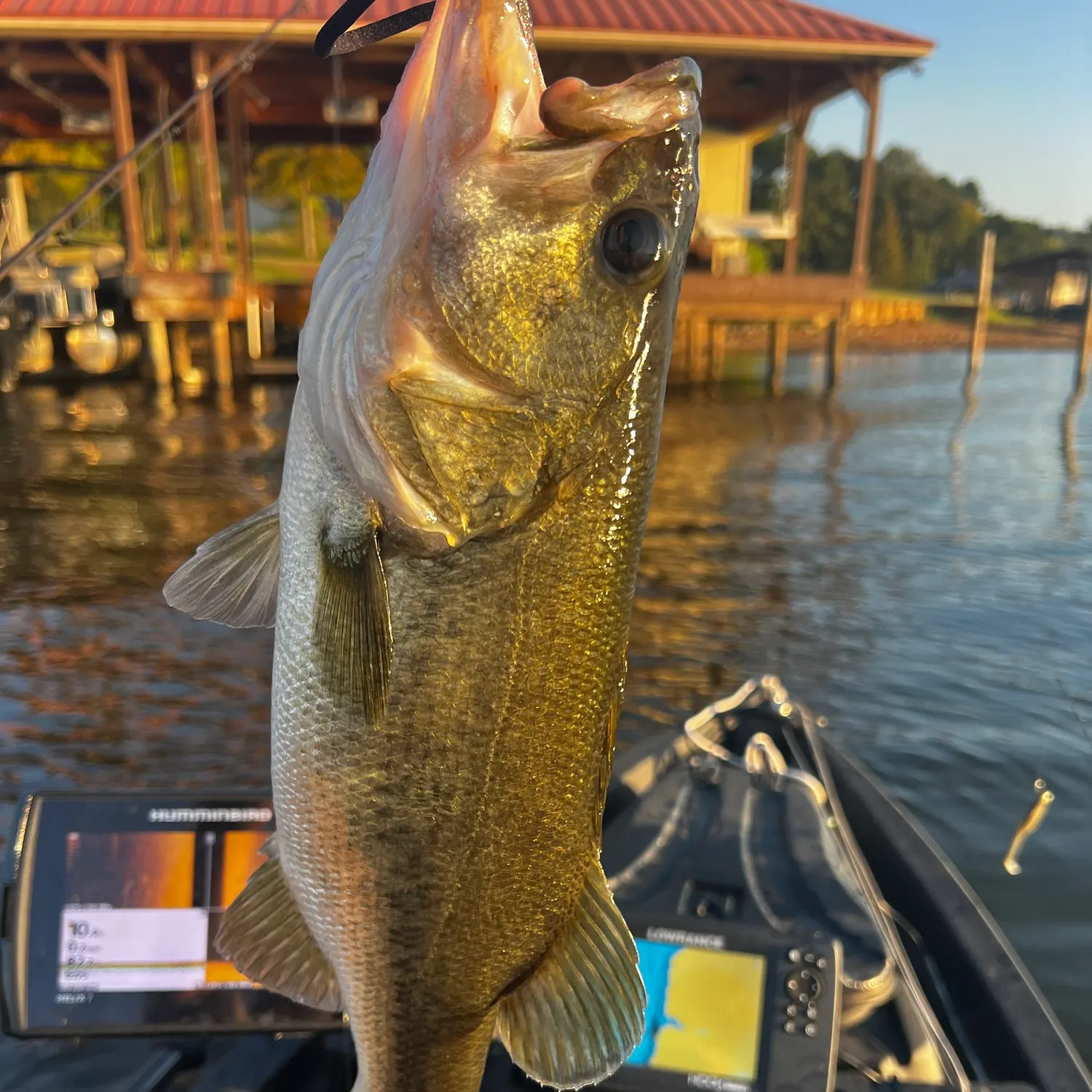 Largemouth bass caught on Fishbrain