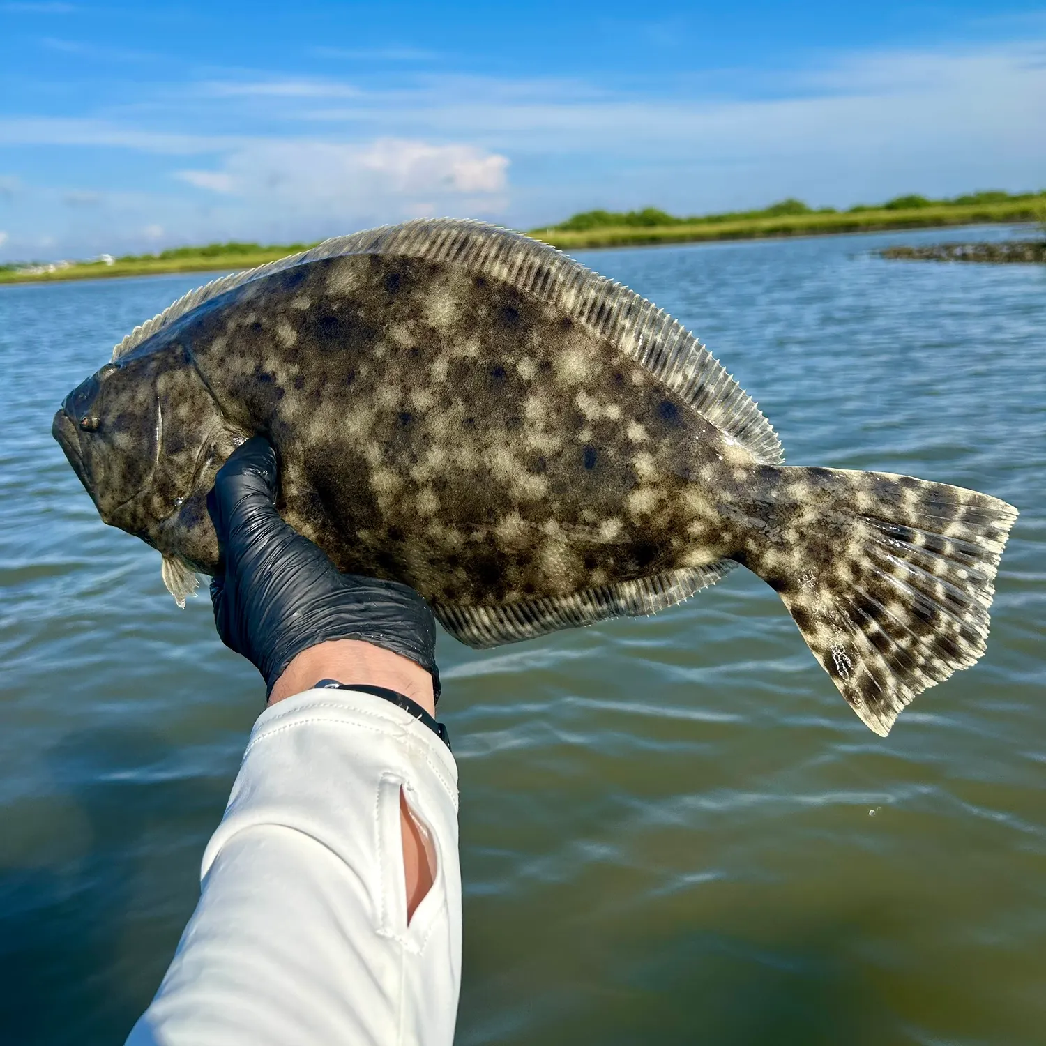Summer flounder caught on Fishbrain