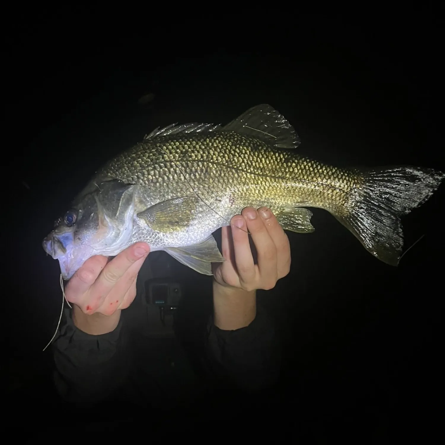 The most recent Australian bass catches on Fishbrain