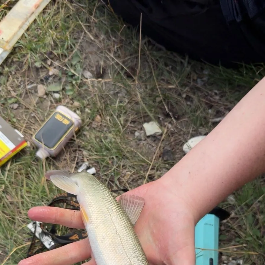 White sucker caught on Fishbrain
