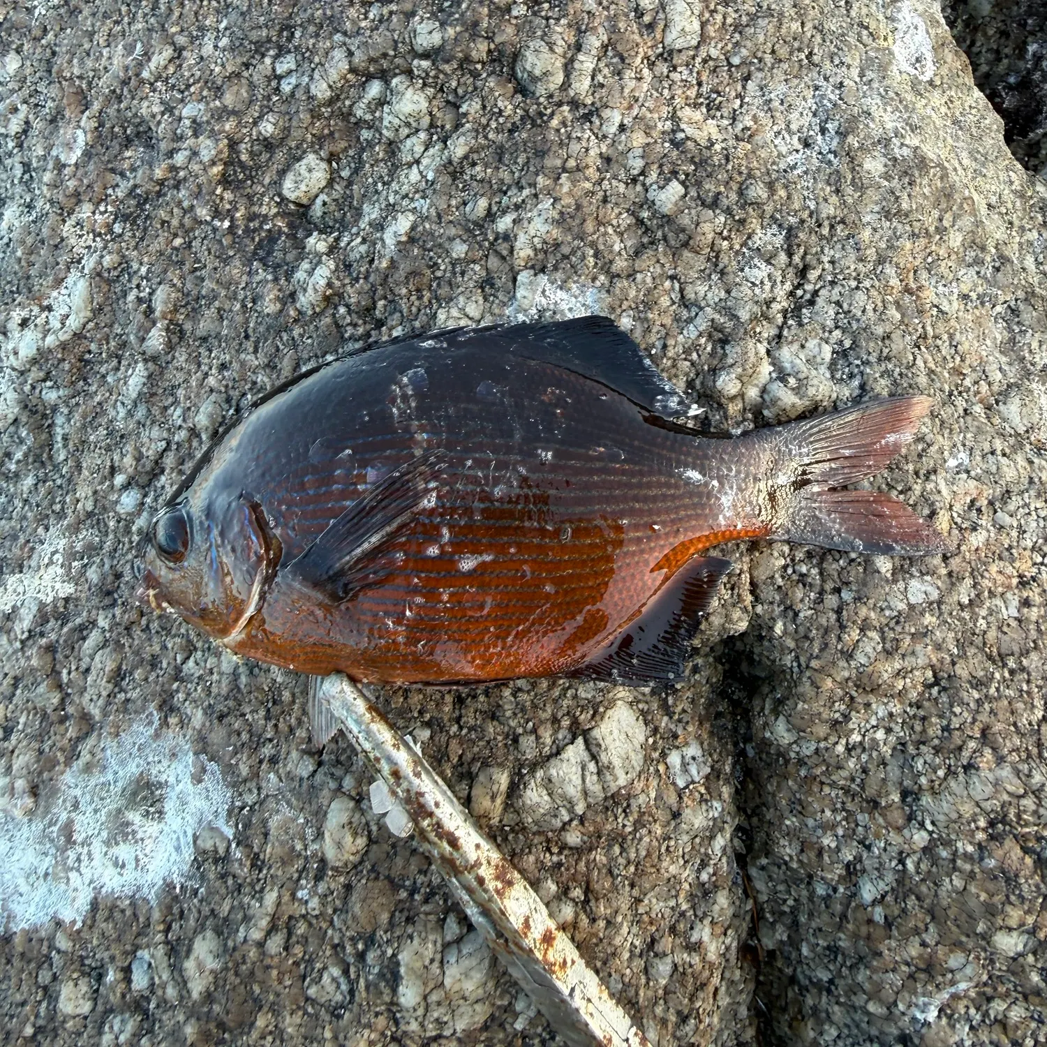 Striped seaperch caught on Fishbrain