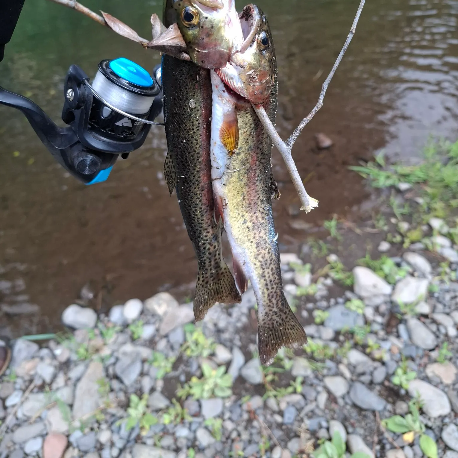 Rainbow trout caught on Fishbrain
