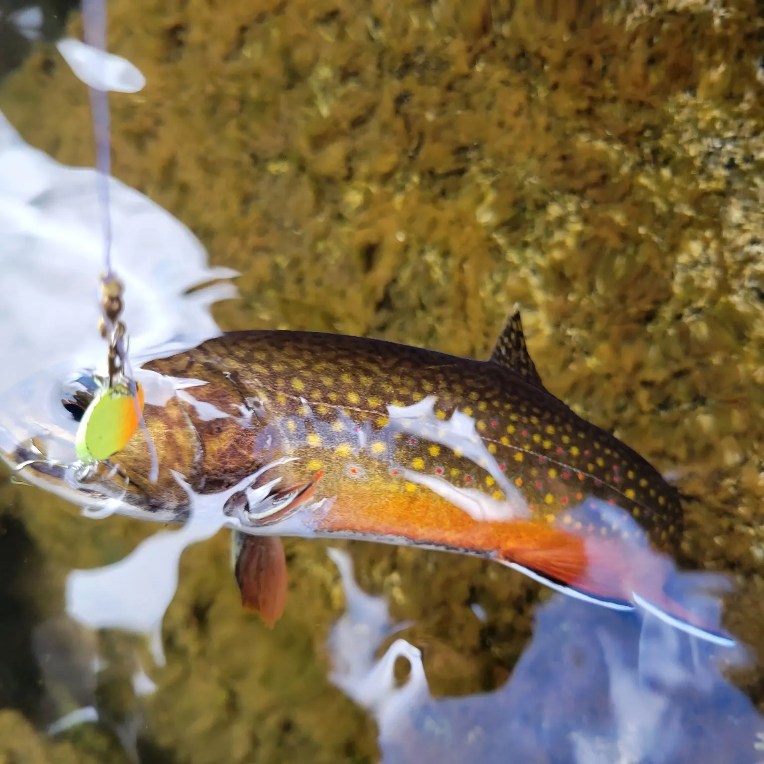 Brook trout caught on Fishbrain