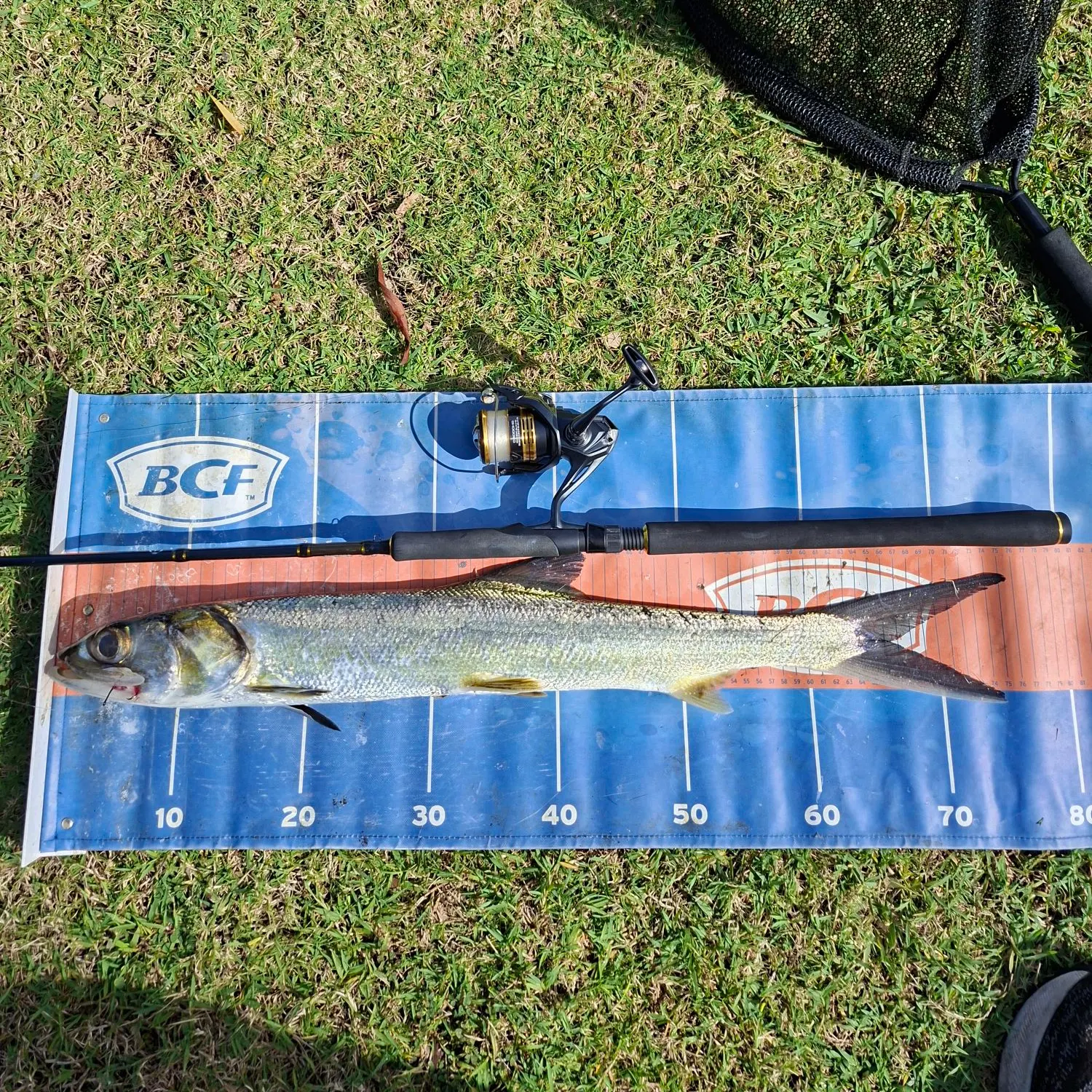 The most recent Hawaiian ladyfish catches on Fishbrain