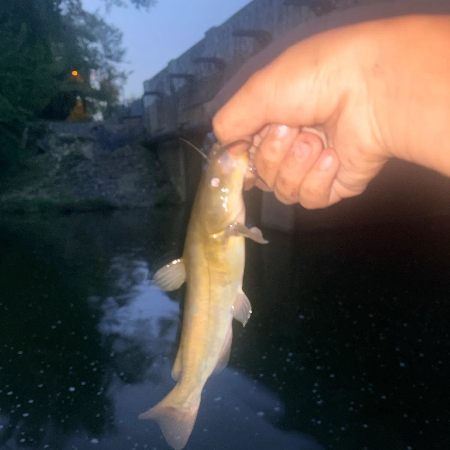 Black bullhead caught on Fishbrain