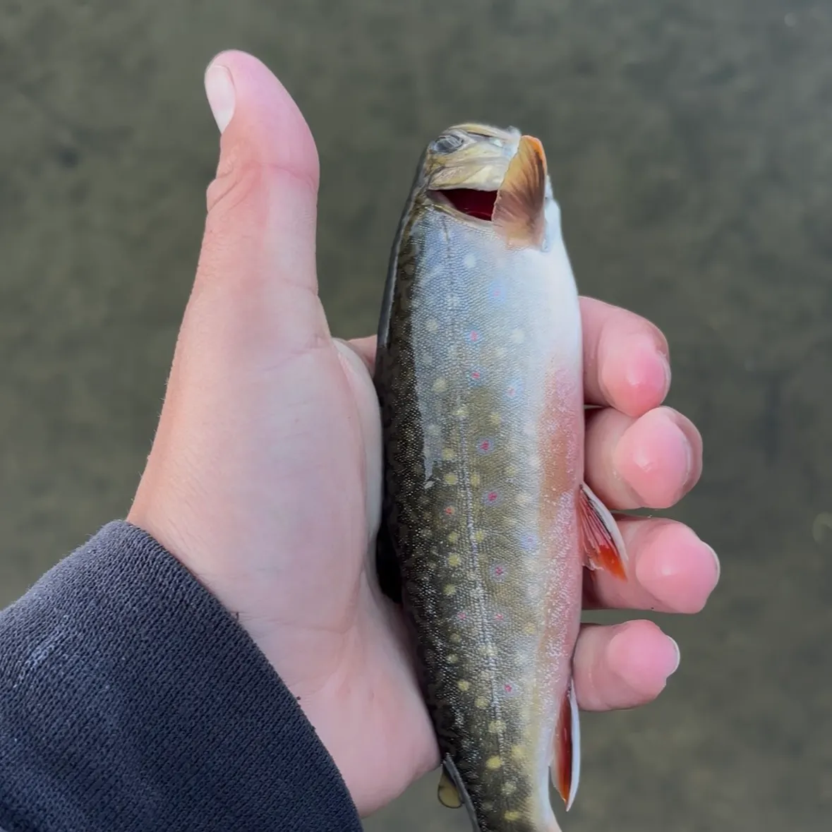 Brook trout caught on Fishbrain