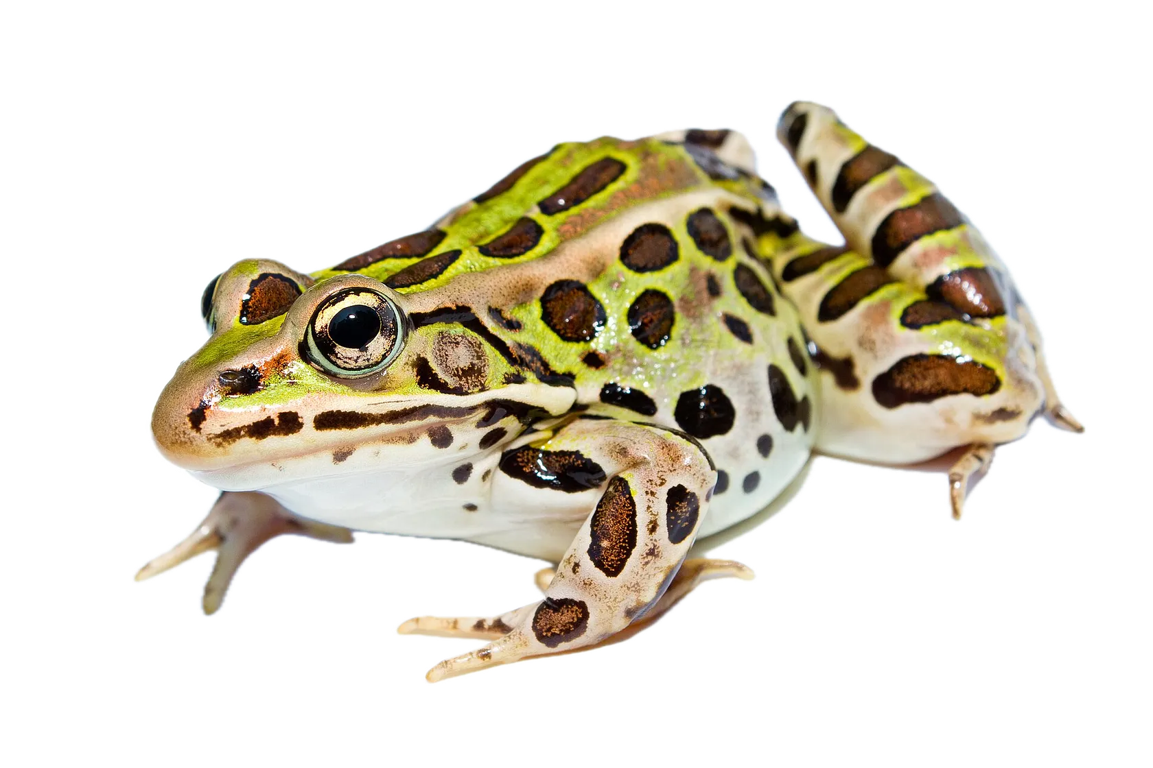 Northern leopard frog