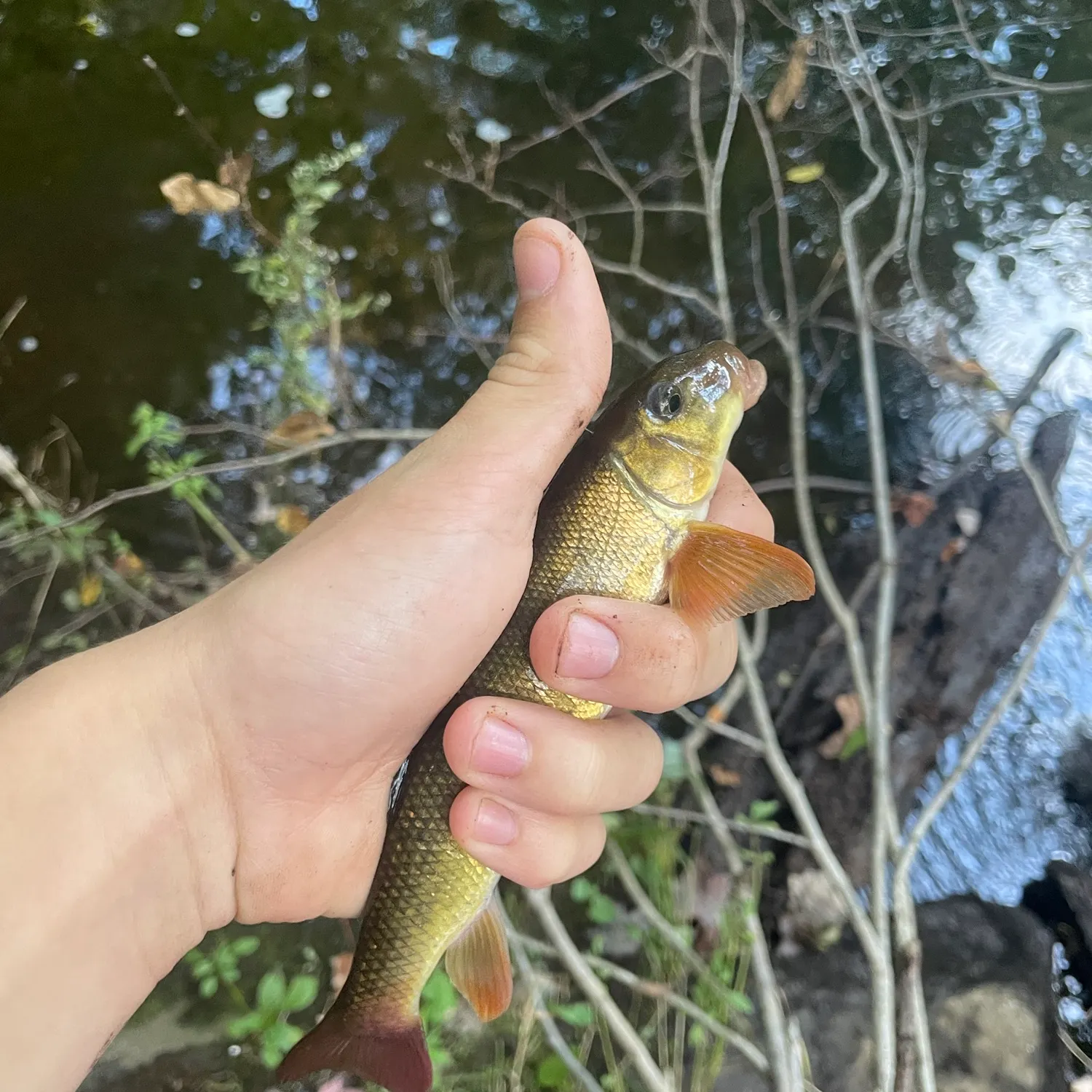 The most recent Golden redhorse catches on Fishbrain