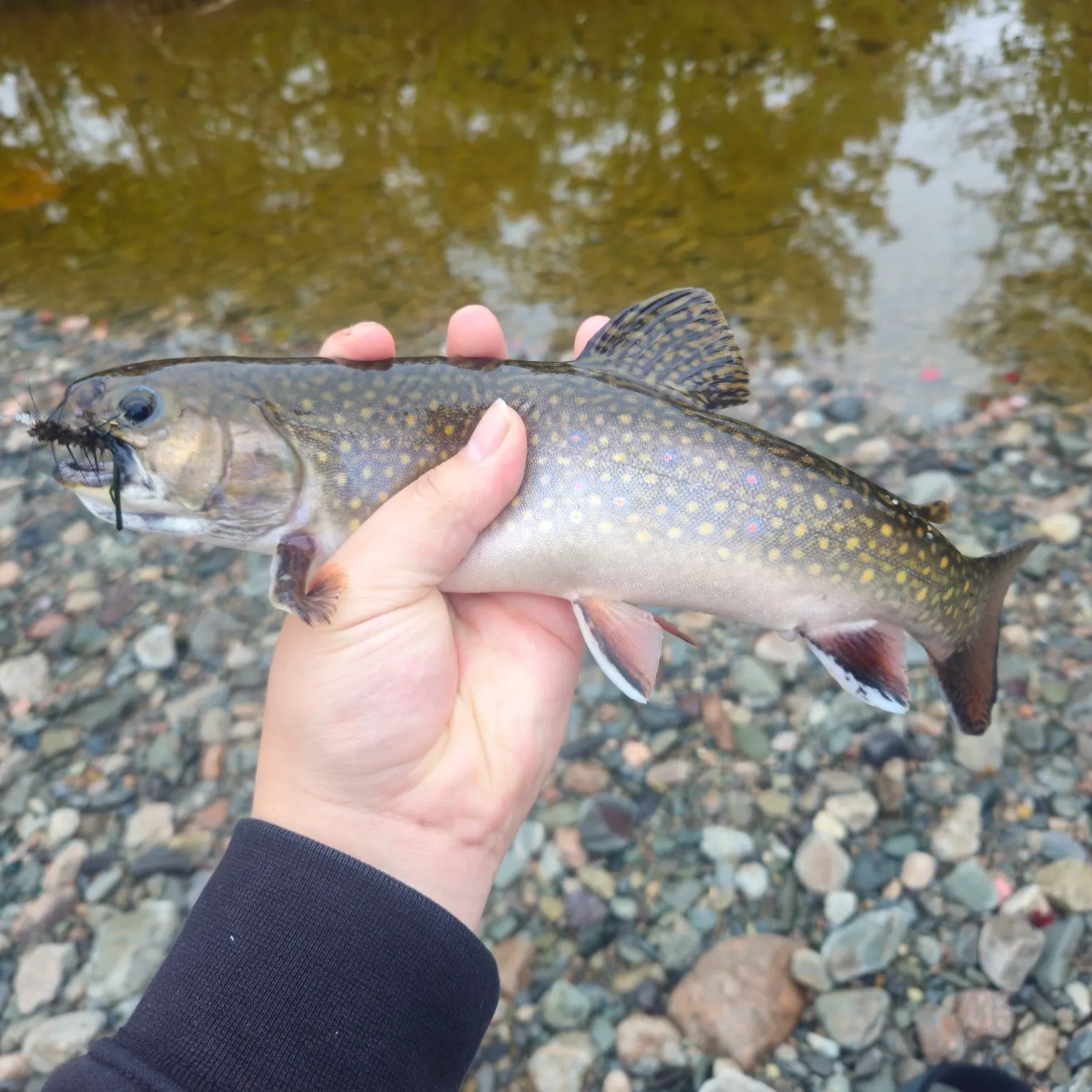 Brook trout caught on Fishbrain