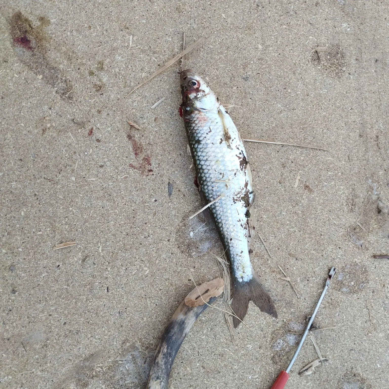 The most recent Common bleak catches on Fishbrain