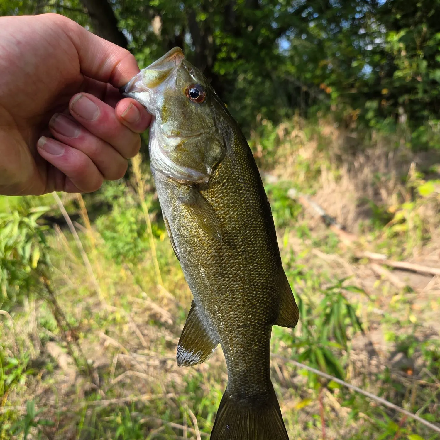 Smallmouth bass caught on Fishbrain