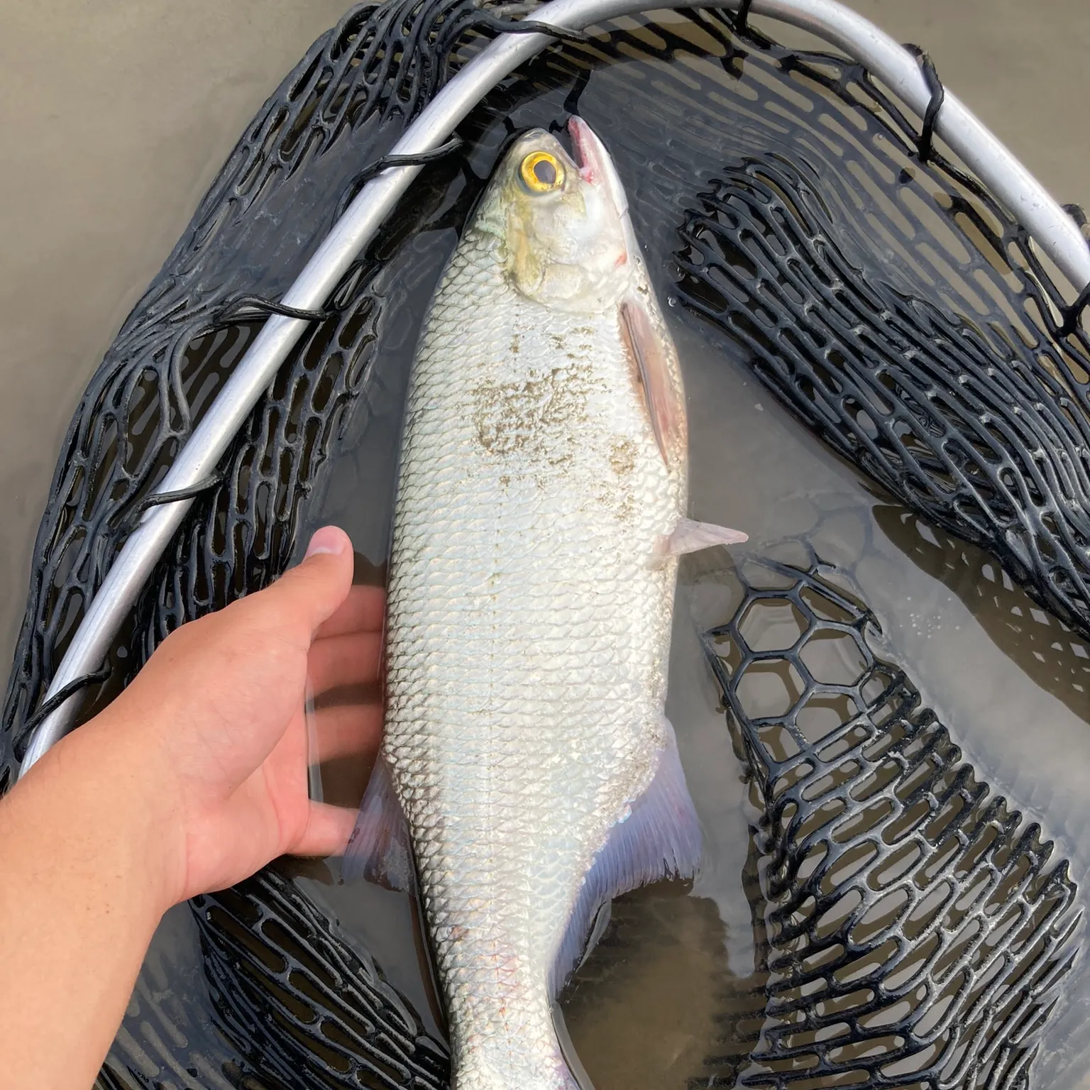 The most recent Goldeye catches on Fishbrain