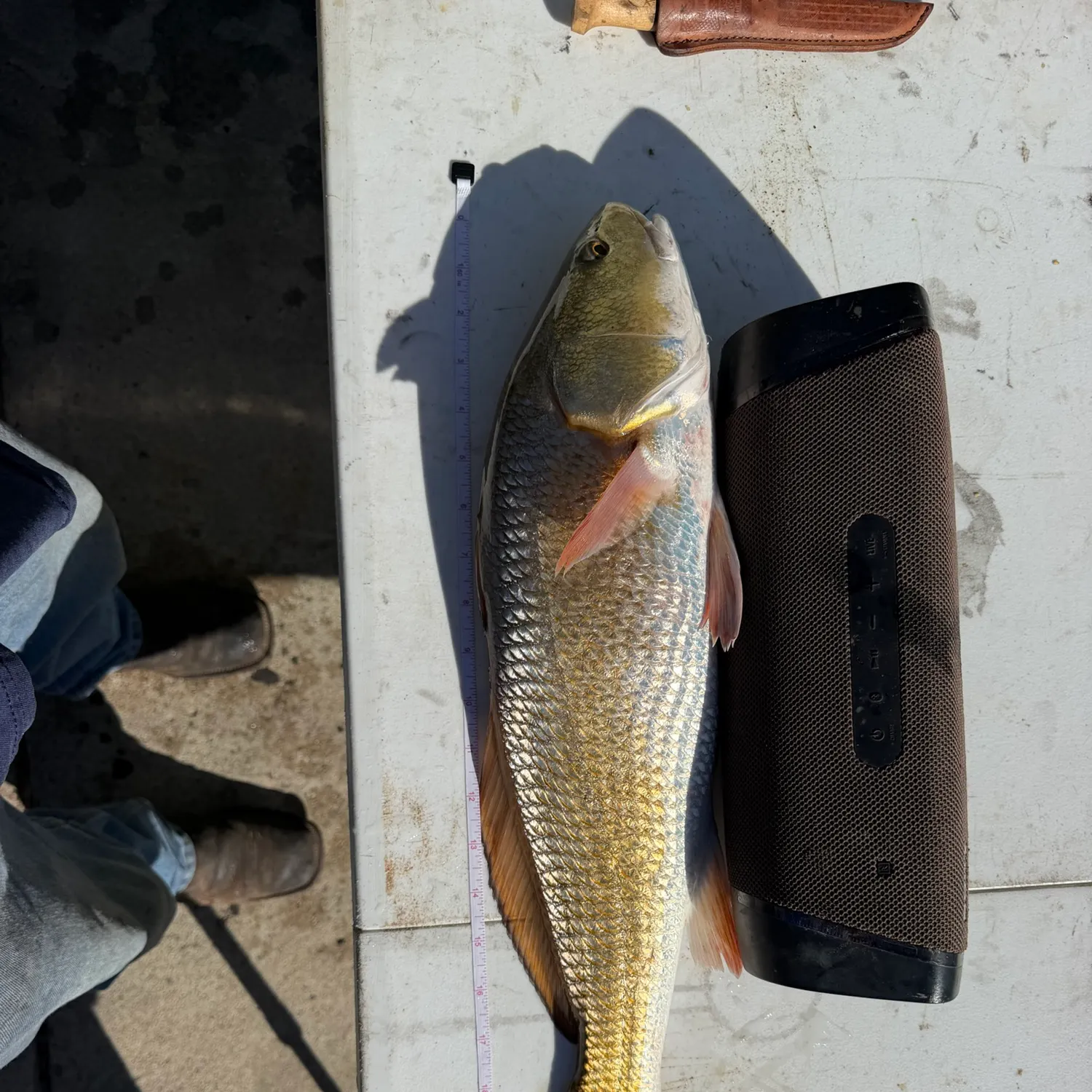 Red drum caught on Fishbrain