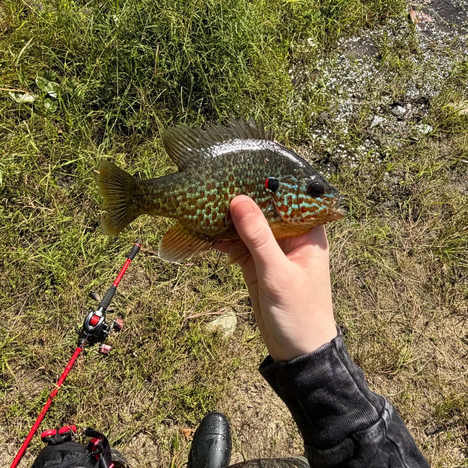 Pumpkinseed caught on Fishbrain