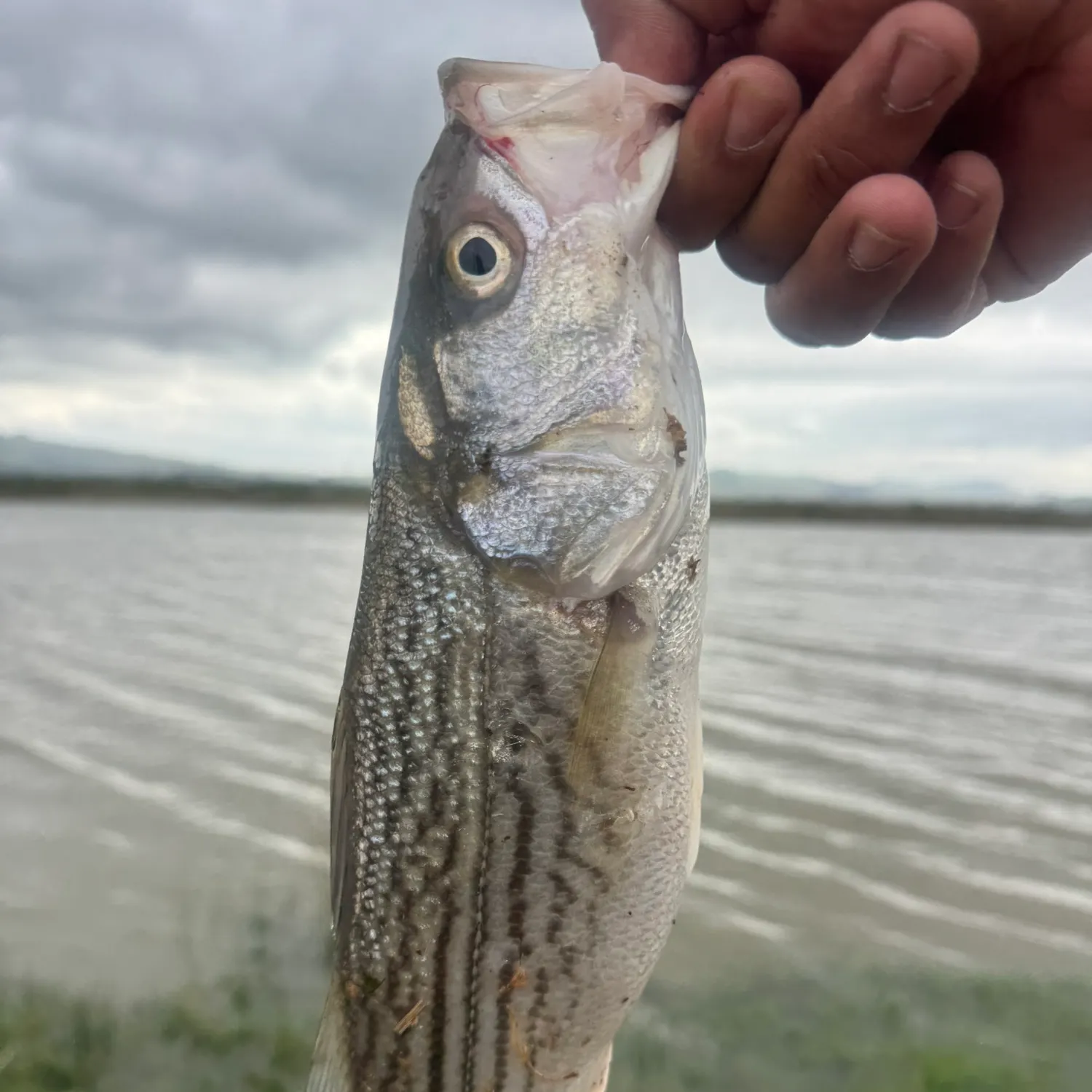 The most recent Striped bass catches on Fishbrain