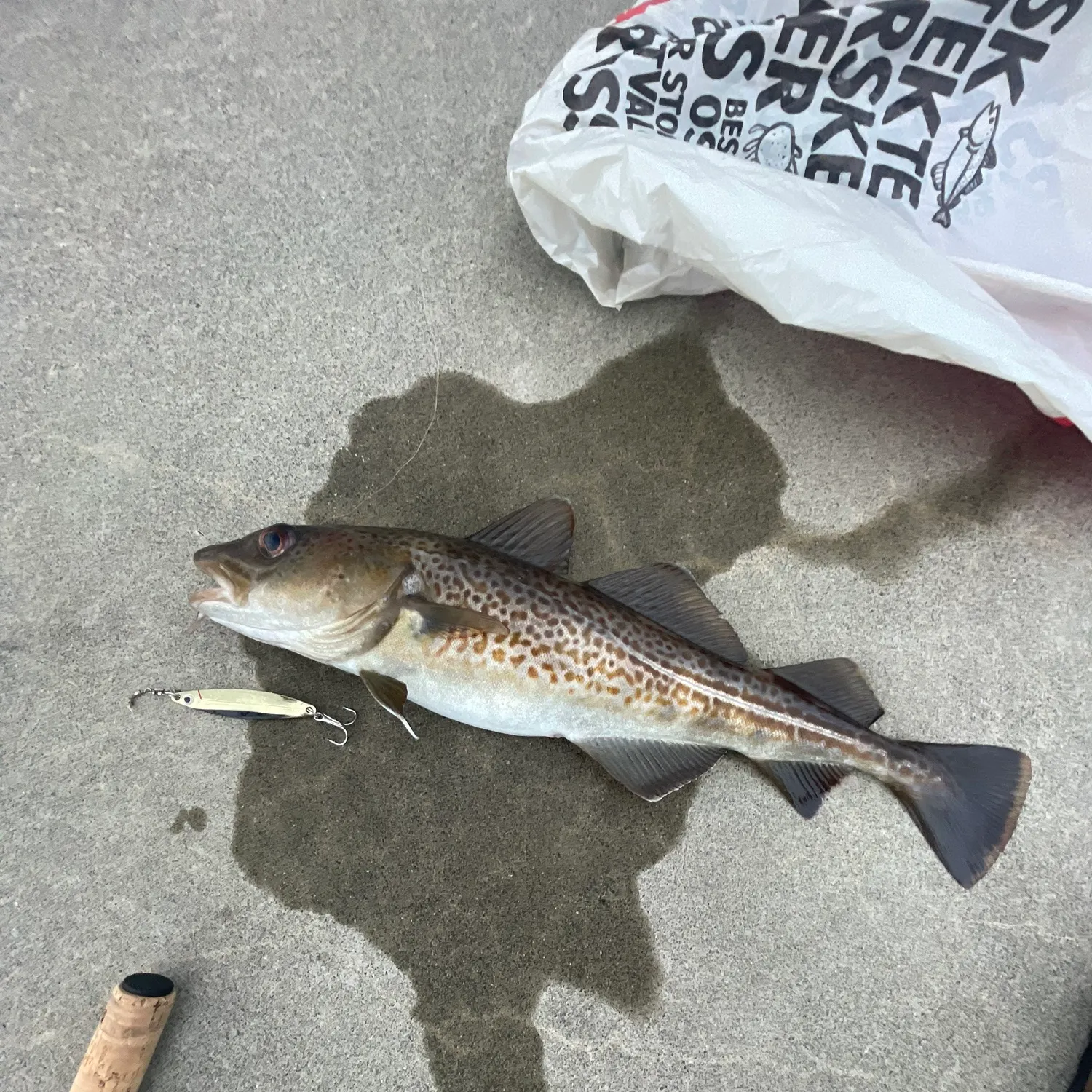 Atlantic cod caught on Fishbrain