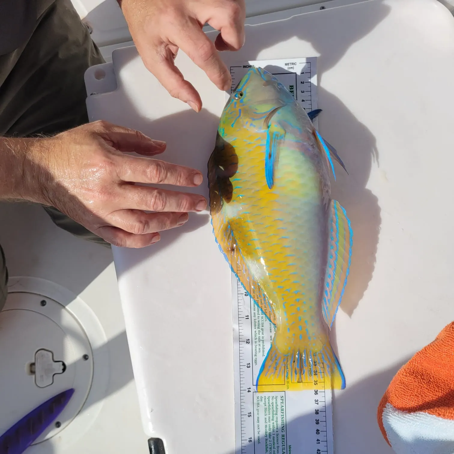 The most recent Puddingwife wrasse catches on Fishbrain