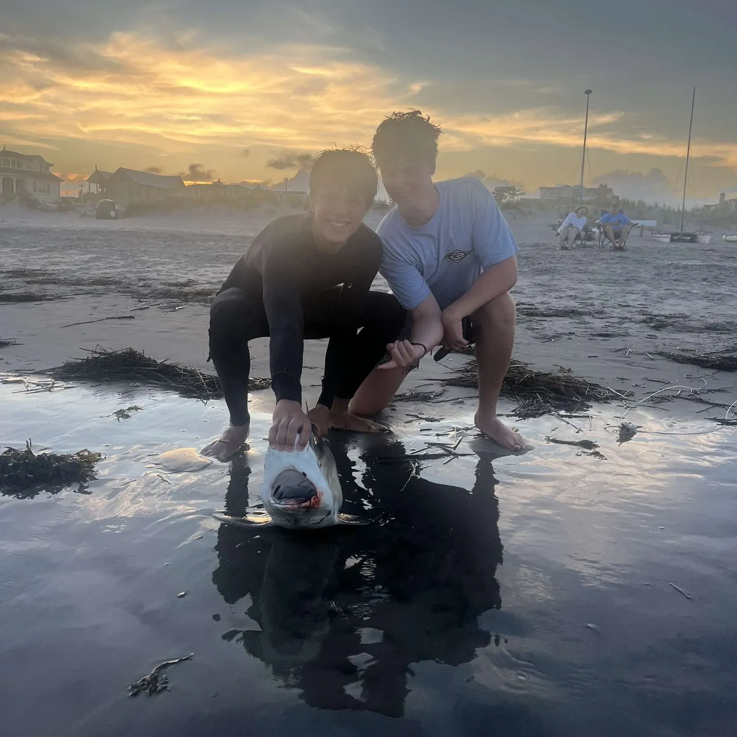 The most recent Sandbar shark catches on Fishbrain