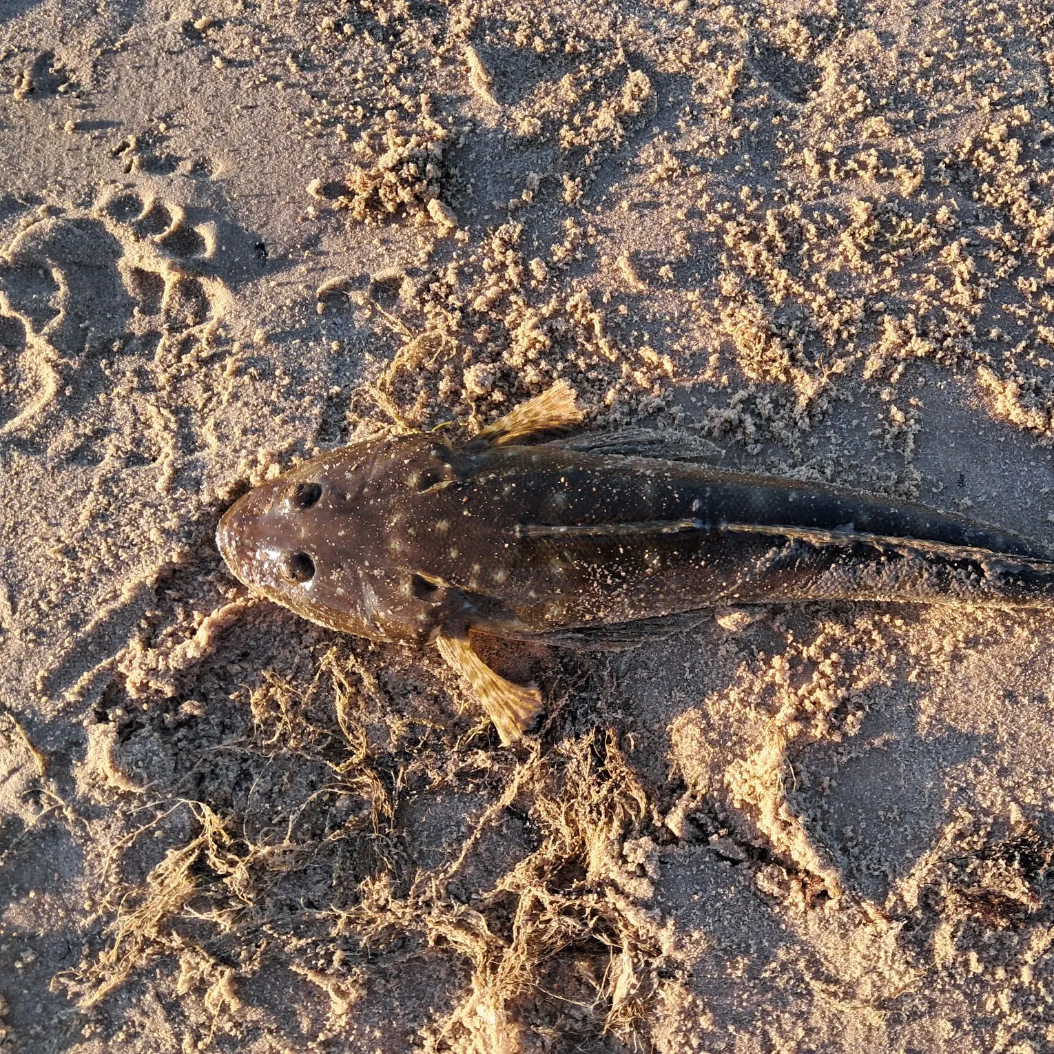 The most recent Dusky flathead catches on Fishbrain