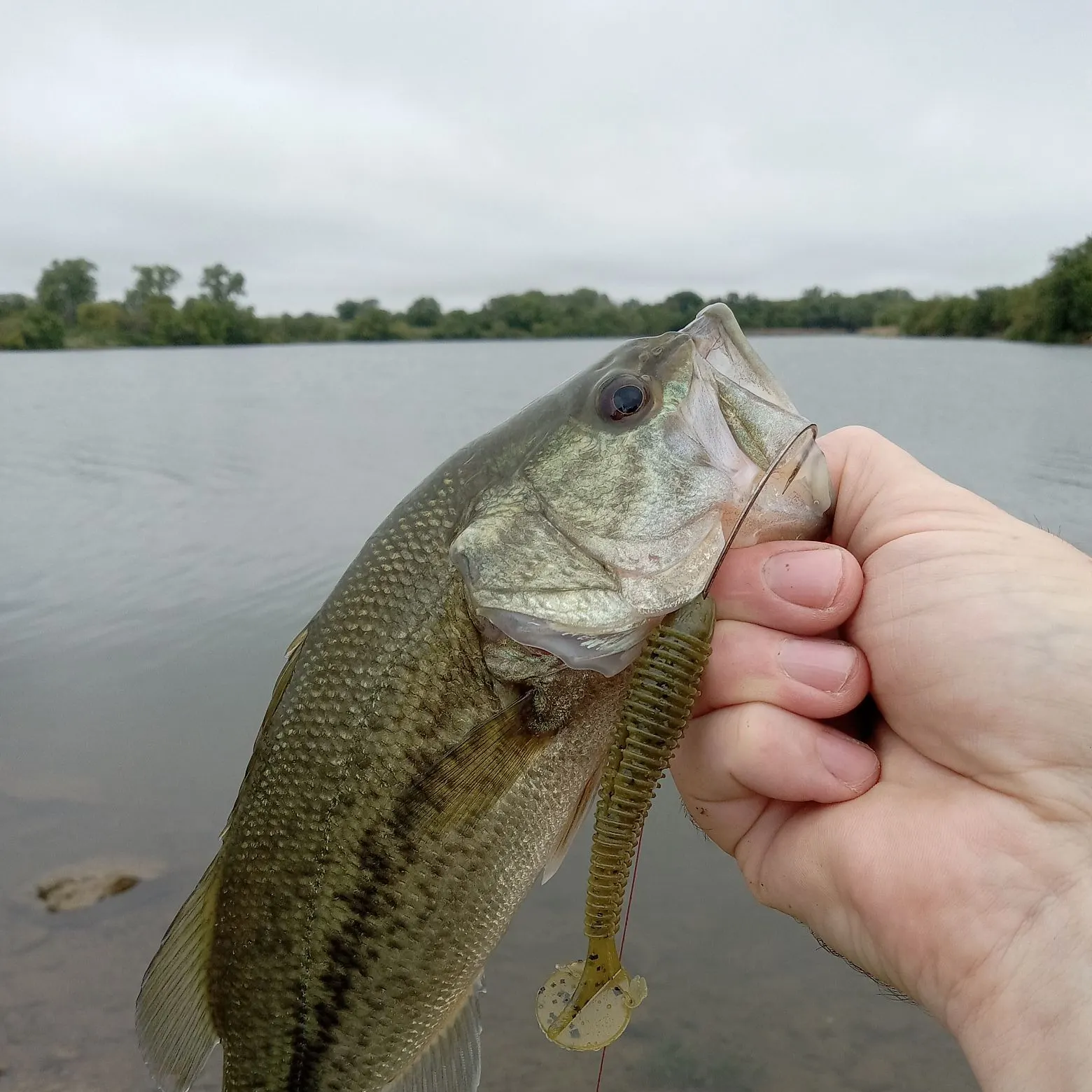 Largemouth bass caught on Fishbrain