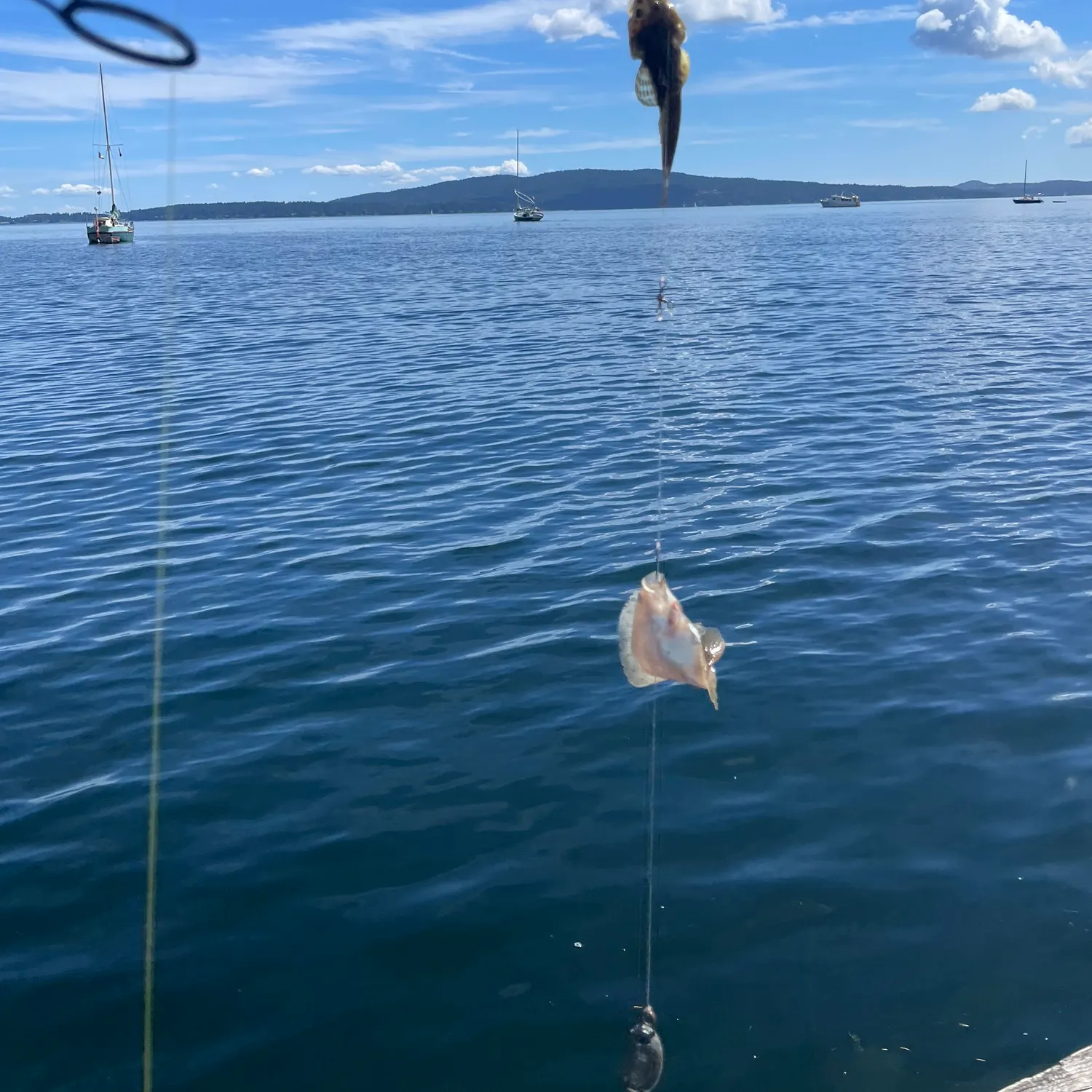 The most recent Pacific staghorn sculpin catches on Fishbrain