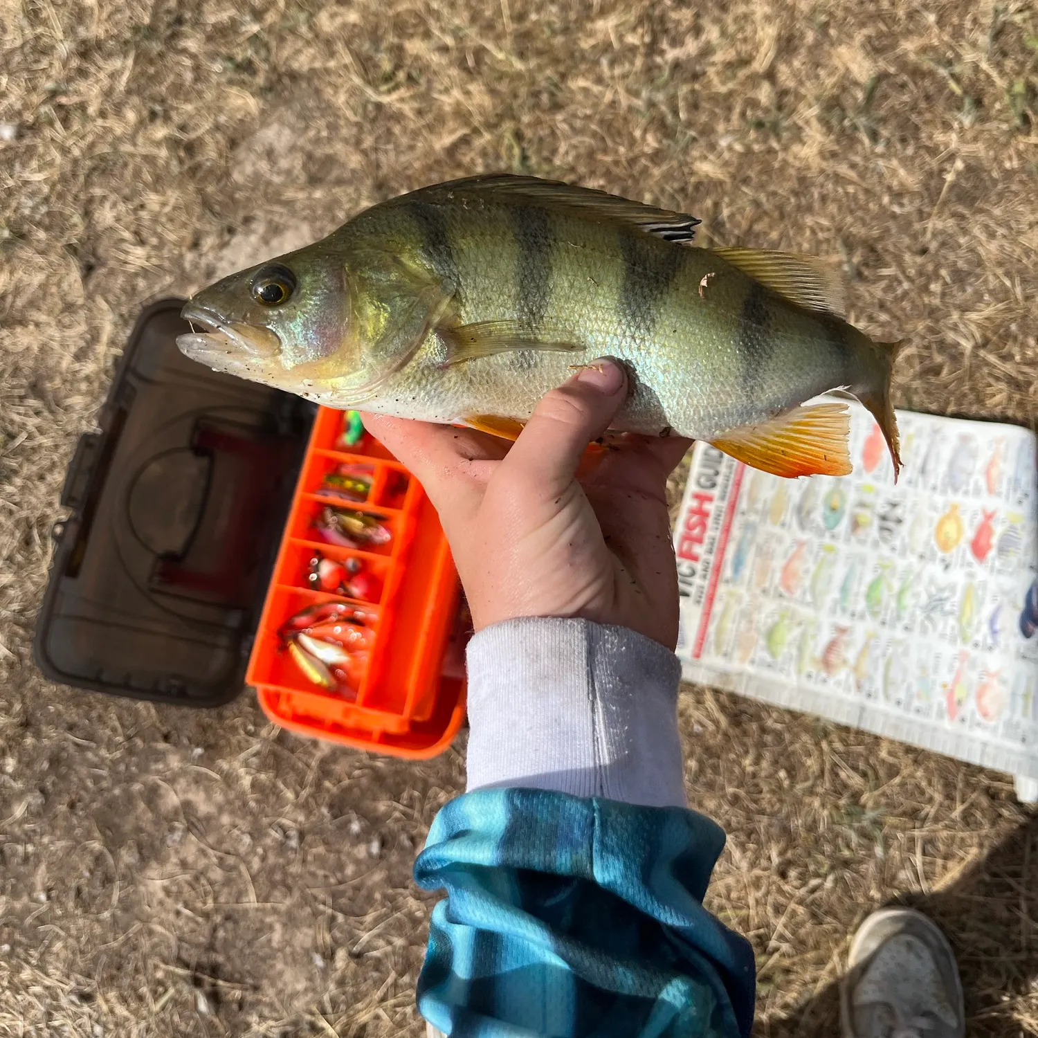 The most recent European perch catches on Fishbrain