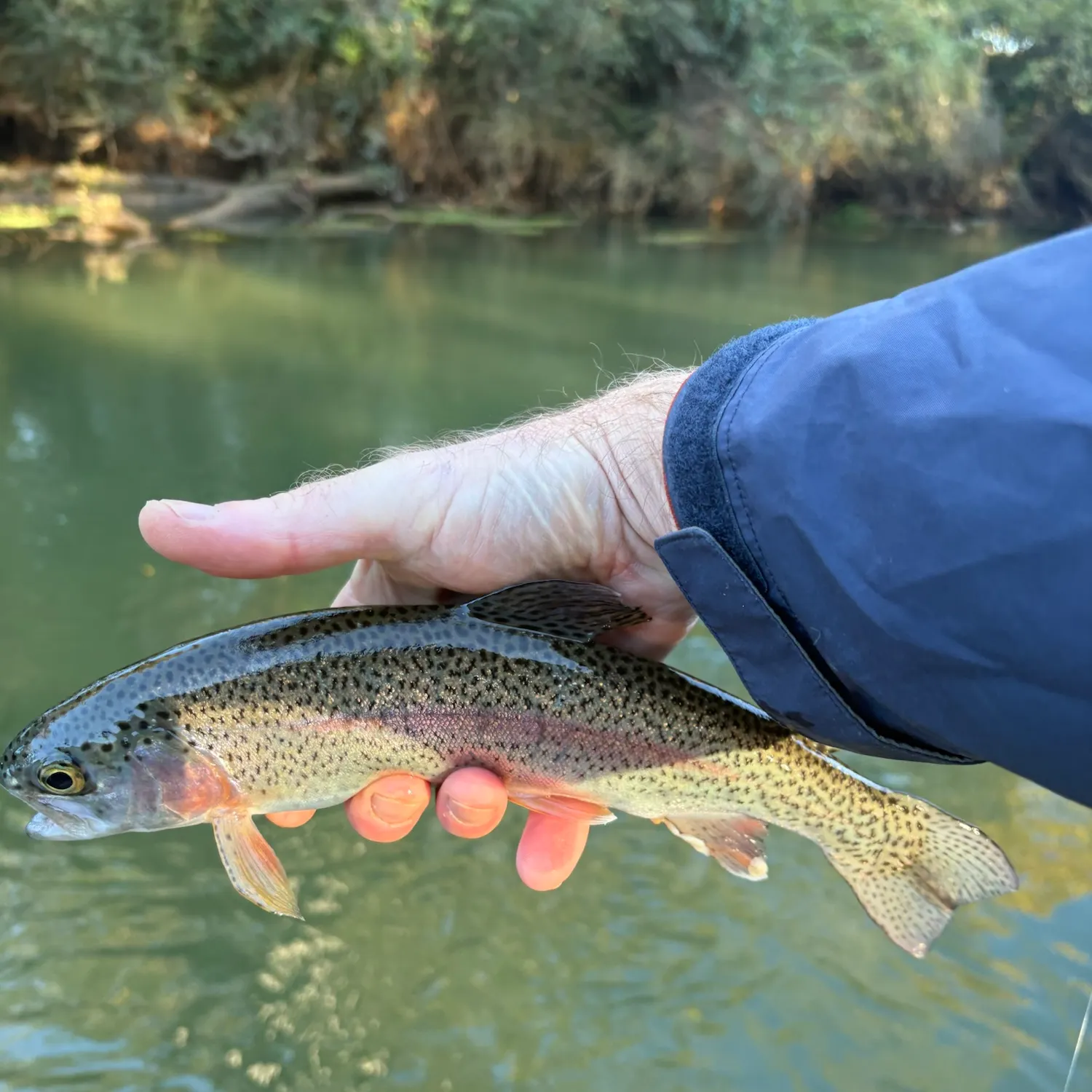 Rainbow trout caught on Fishbrain