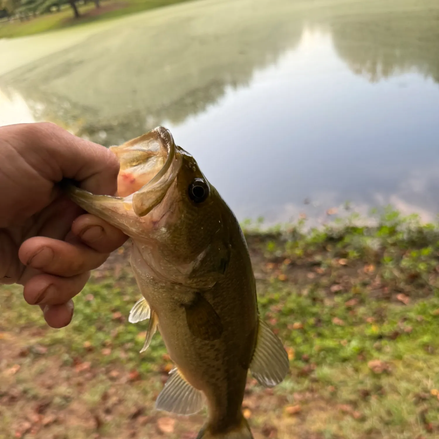 Fish caught on Fishbrain