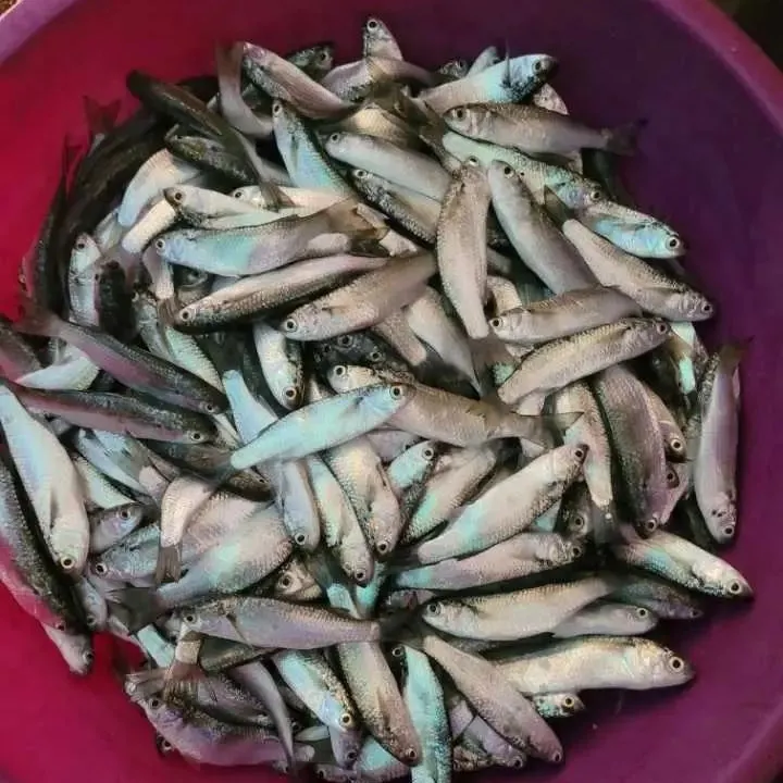 The most recent Common dolphinfish catches on Fishbrain